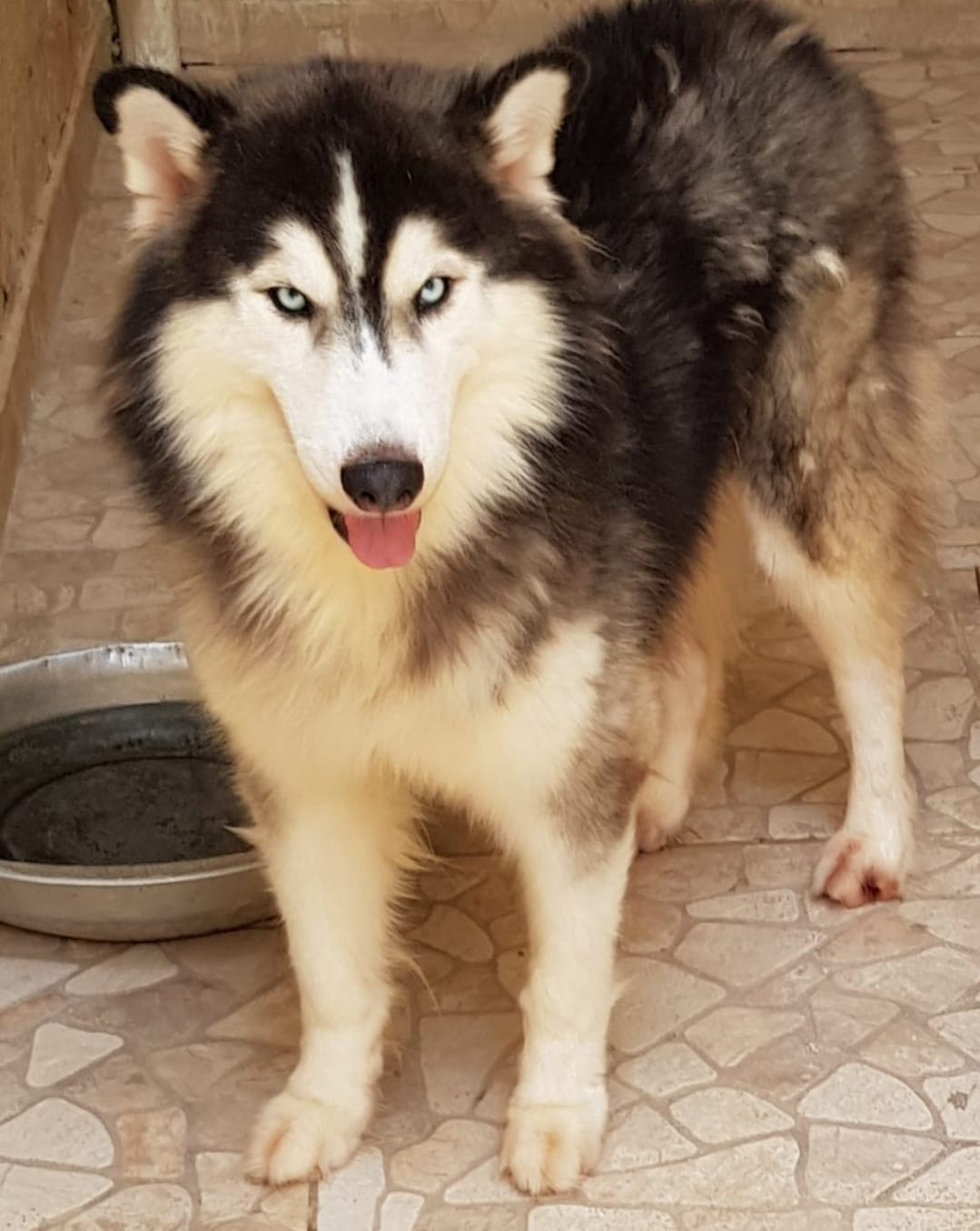 Portal Vendocão Filhotes de husky Siberiano wooly ARACAJU