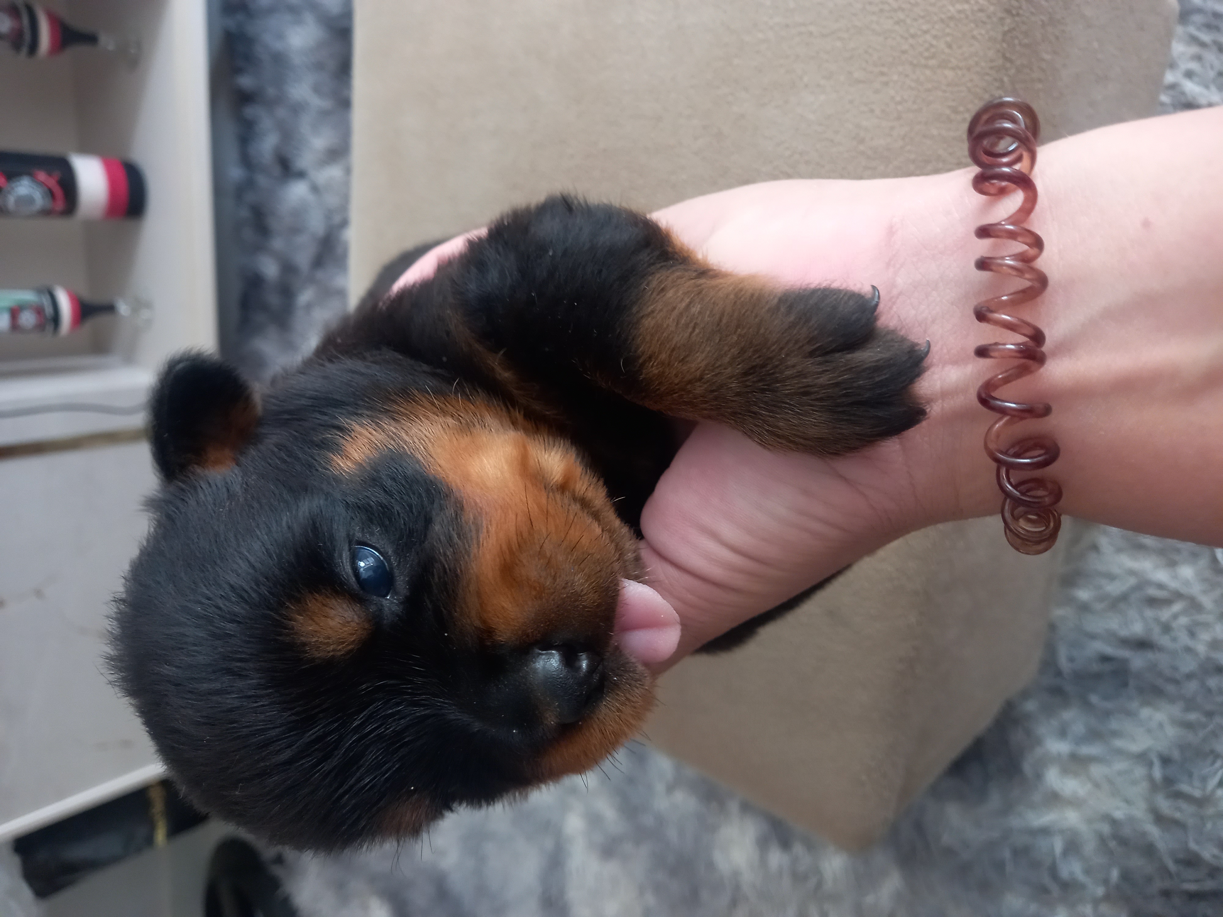 filhotes de Rottweiler Cariacica 