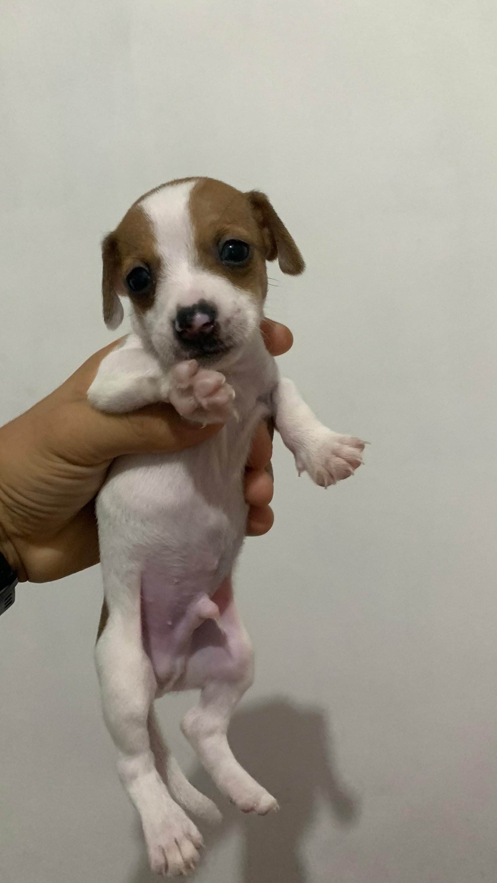 Filhotes de pinscher - Foto 2