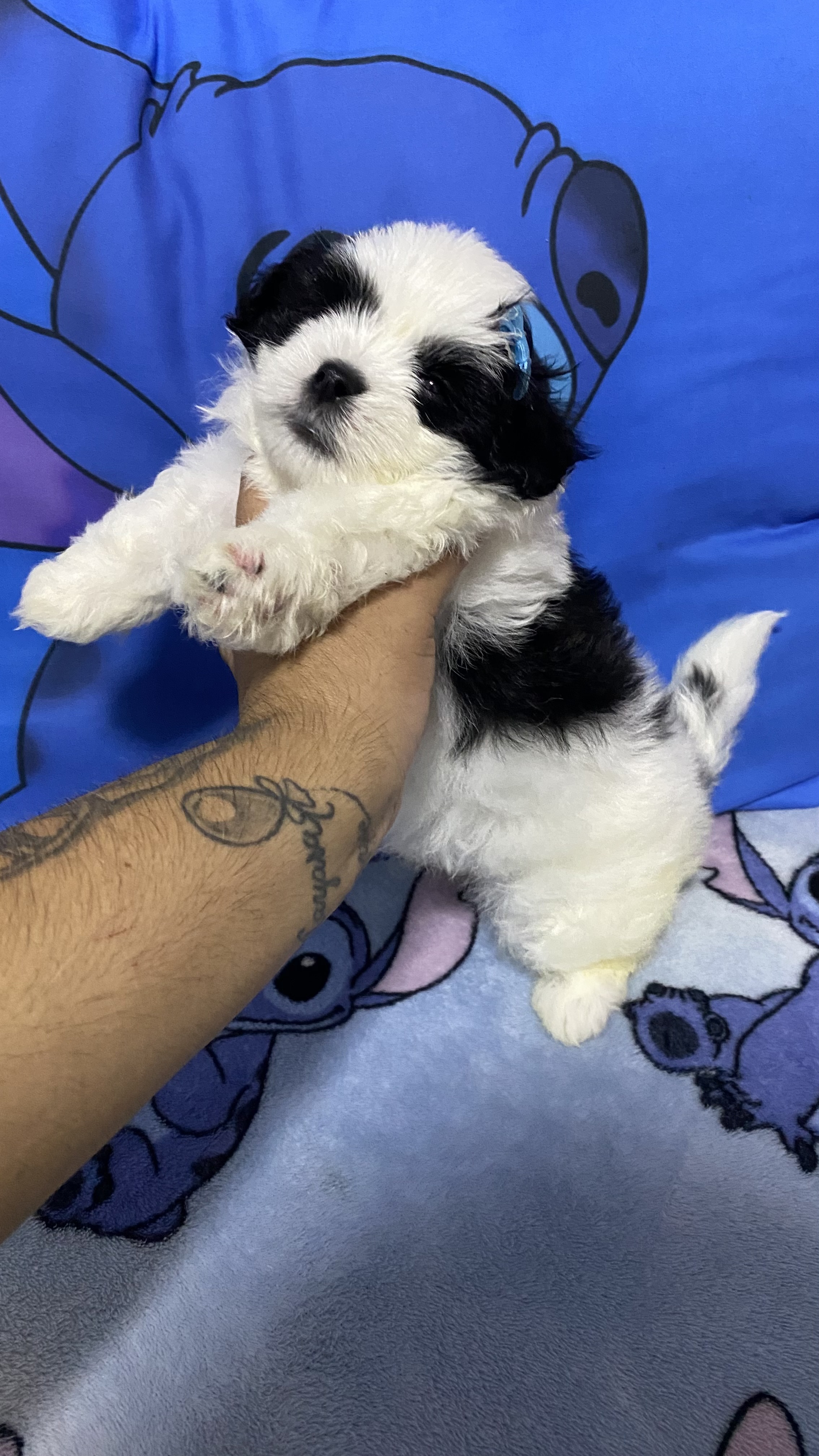 Portal Vendocão Lhasa apso fêmea filhote  Campo magro 