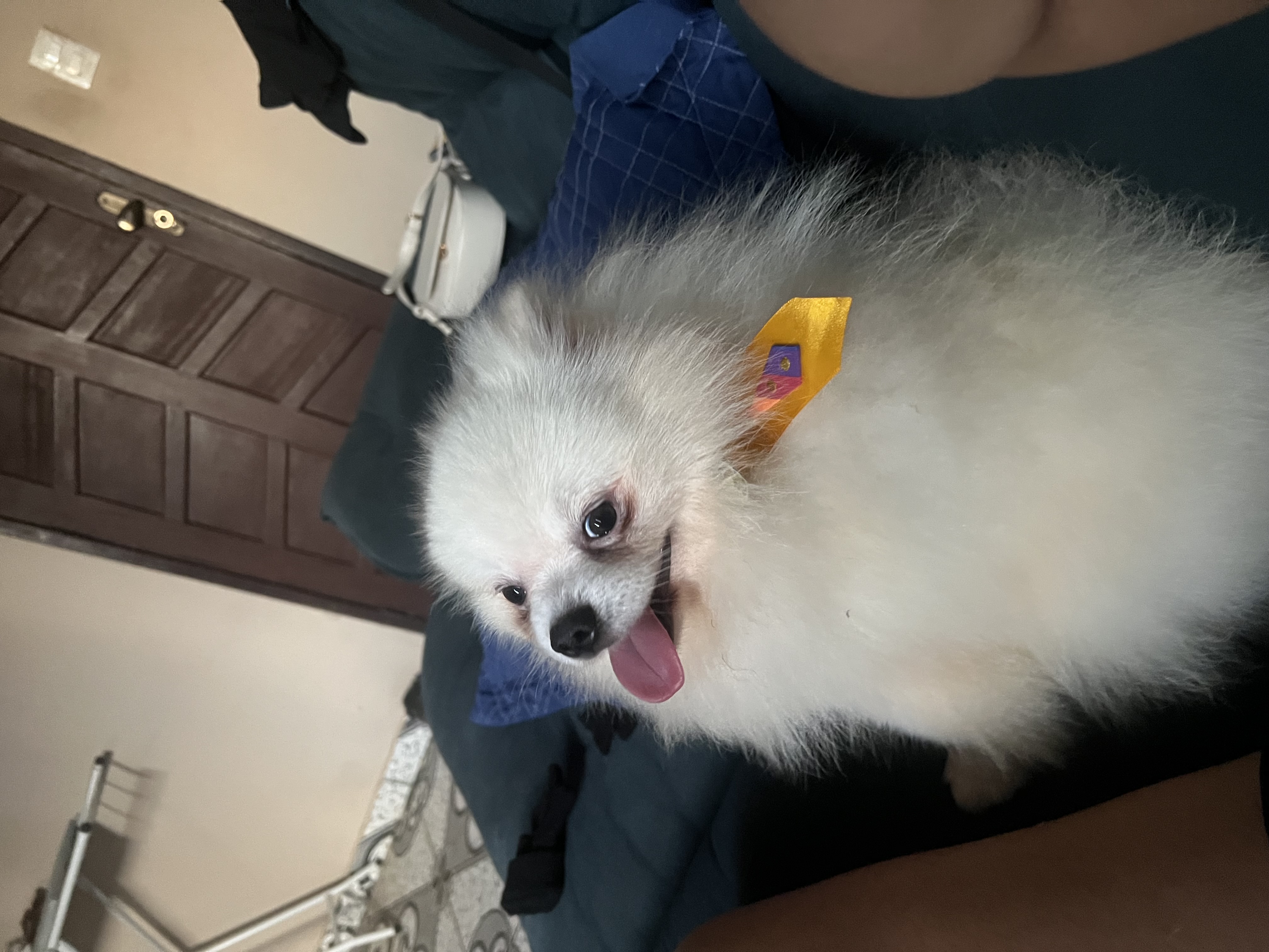 Portal Vendocão Lulu da pomerania / Spitz Alemão Cabo Frio