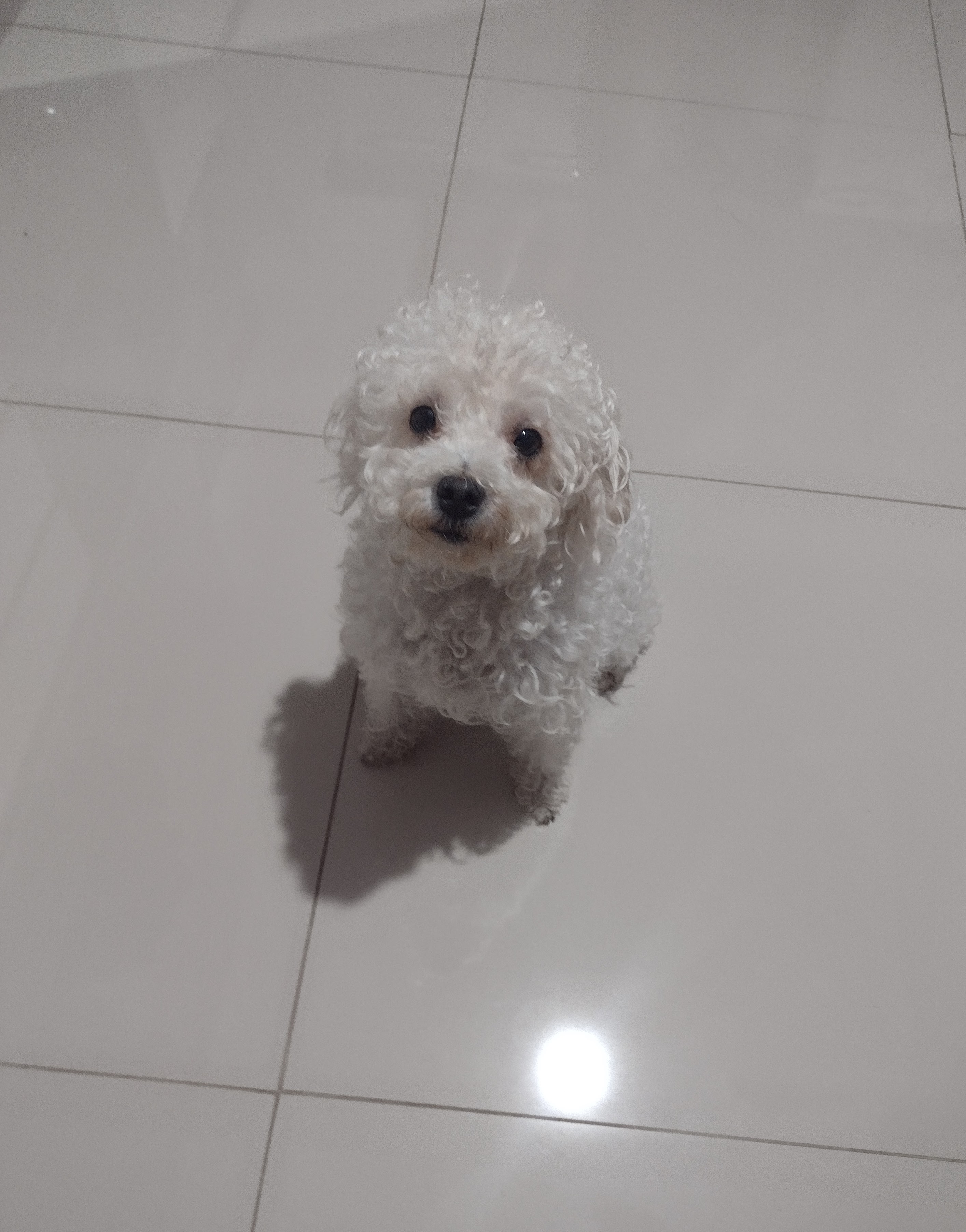 Poodle Fêmea  - Foto 1