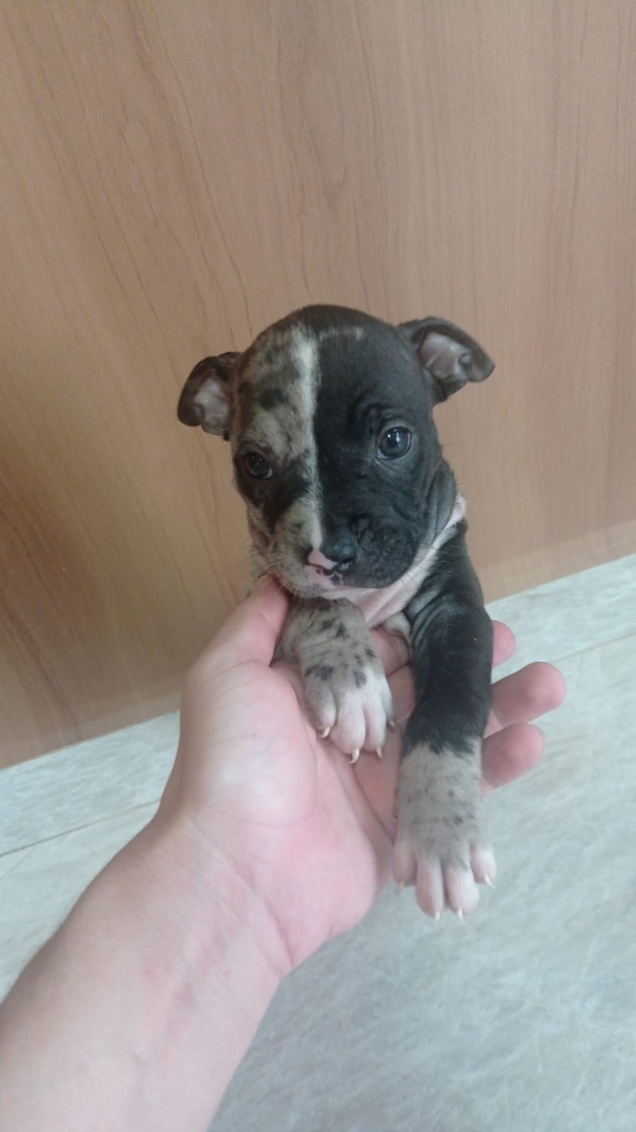 Filhotes pitbull - Foto 4
