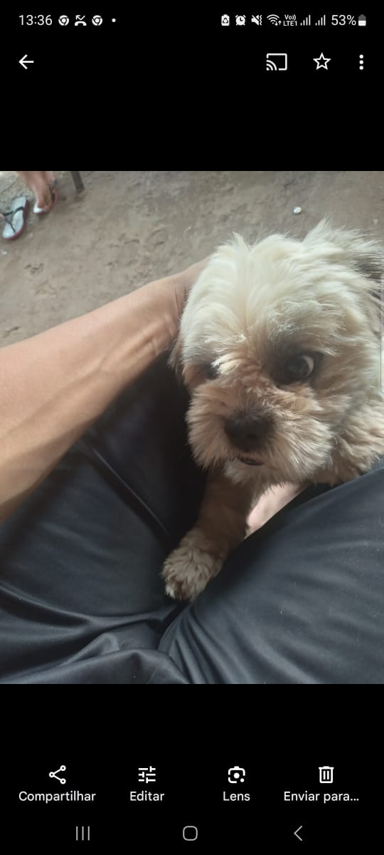 Portal Vendocão Shi tzu Várzea Grande