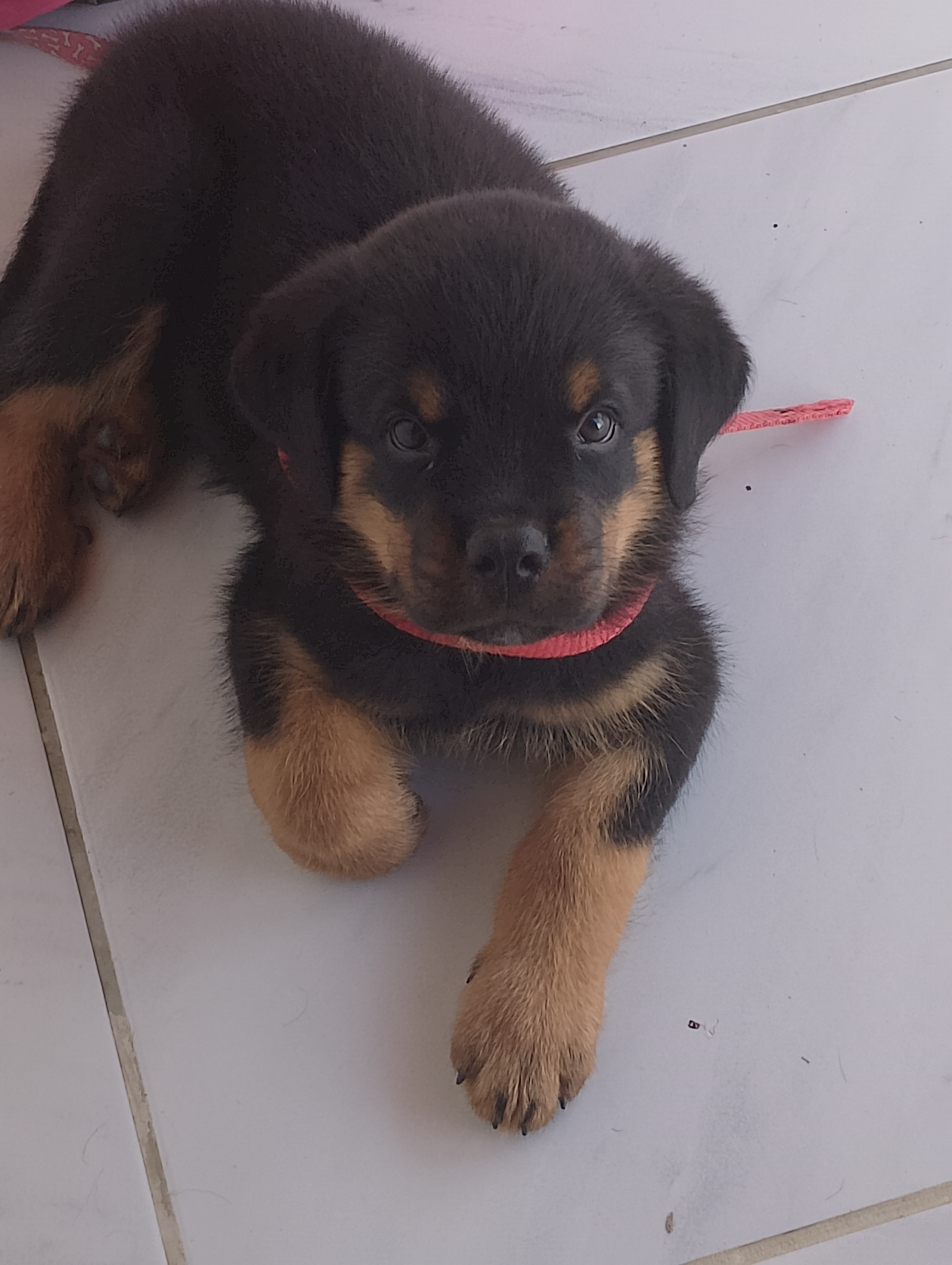 Portal Vendocão Filhote de rottweiler  Natal