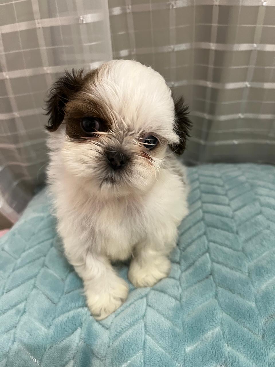 Portal Vendocão Vendo filhote de shih Tzu  Pauliste