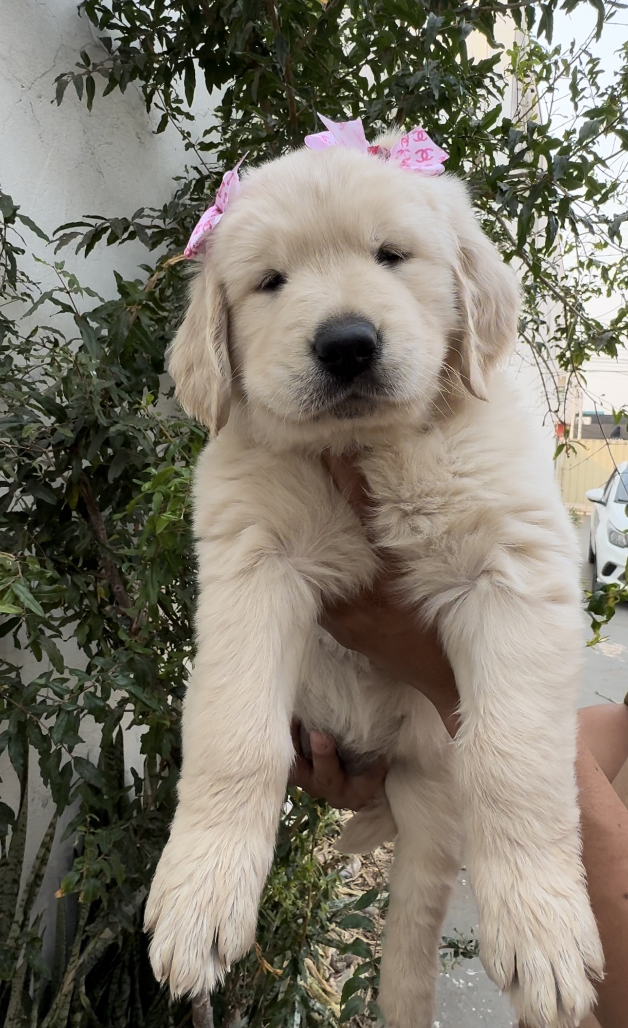 Portal Vendocão FILHOTES DE GOLDEN RETRIEVER E PRONTA ENTREGA  Lucas do Rio verde 