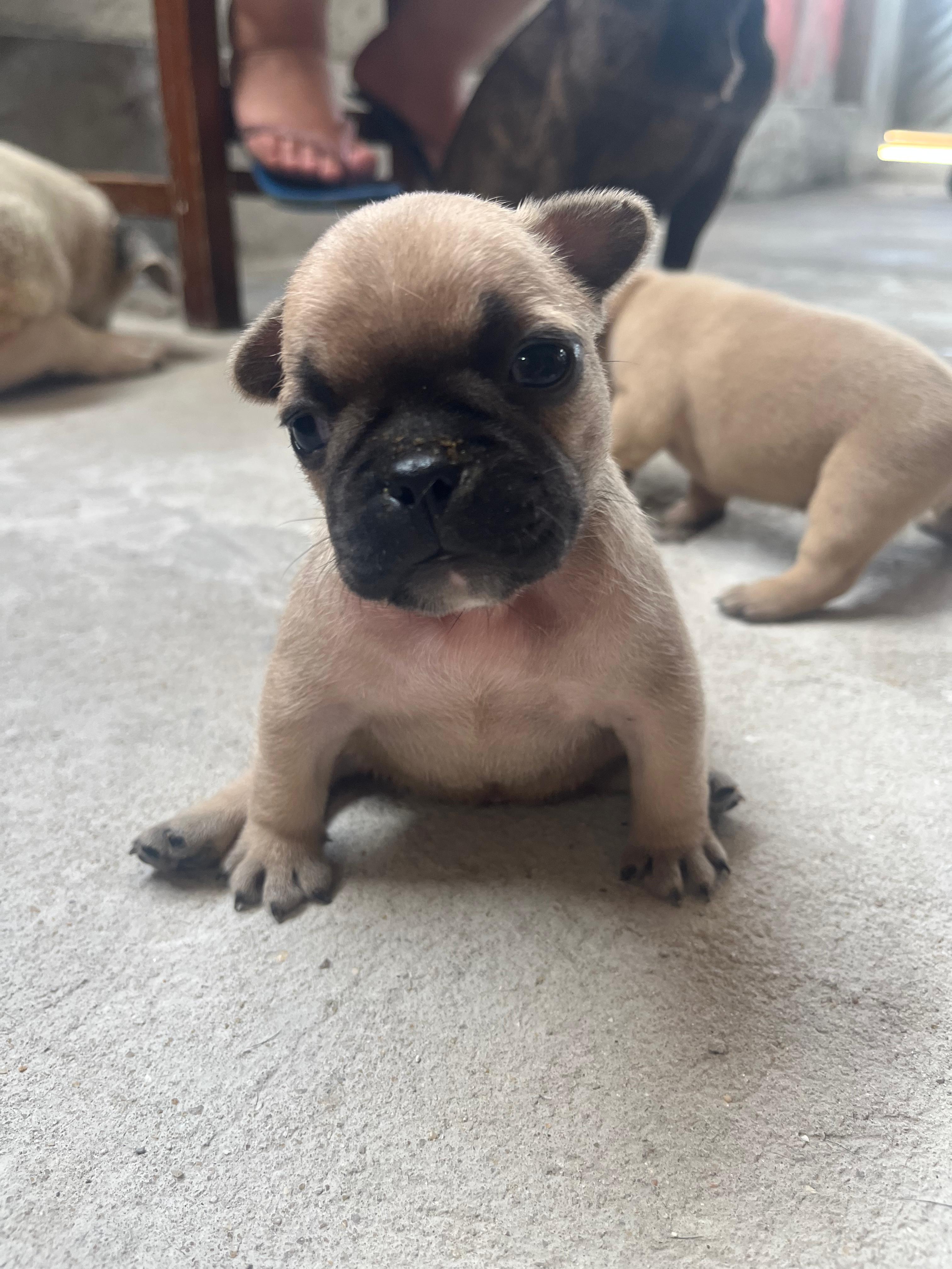 Portal Vendocão Vendo filhotes de buldogue francês lindos  Manaus 