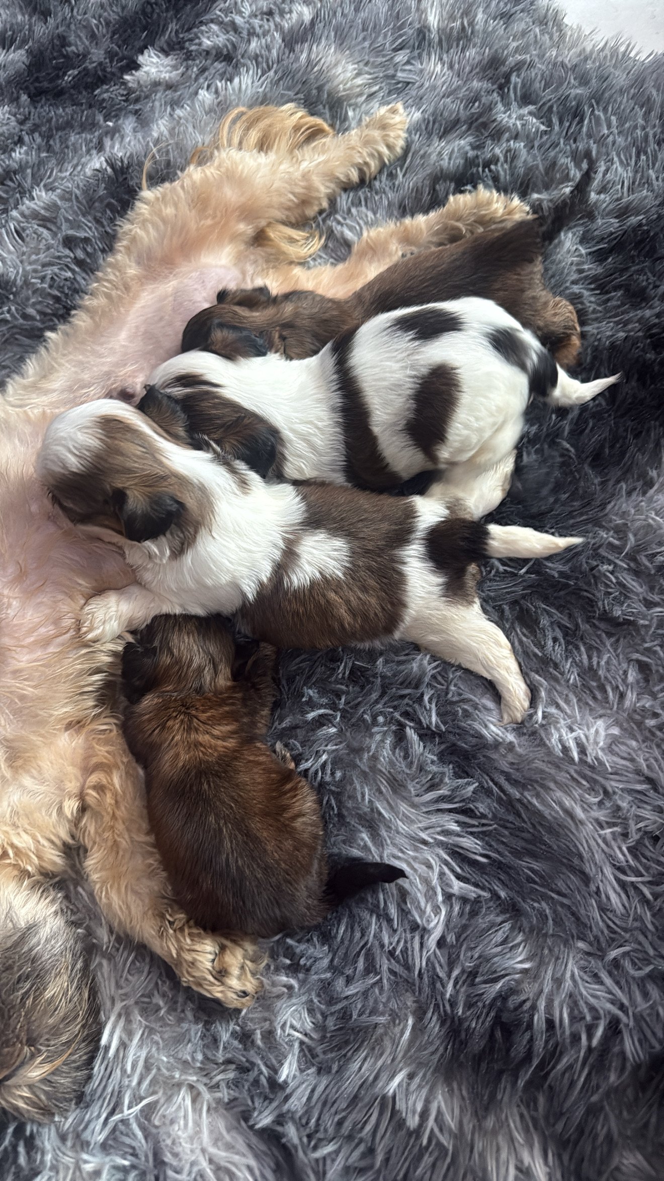 Cachorro shitszu  - Foto 1