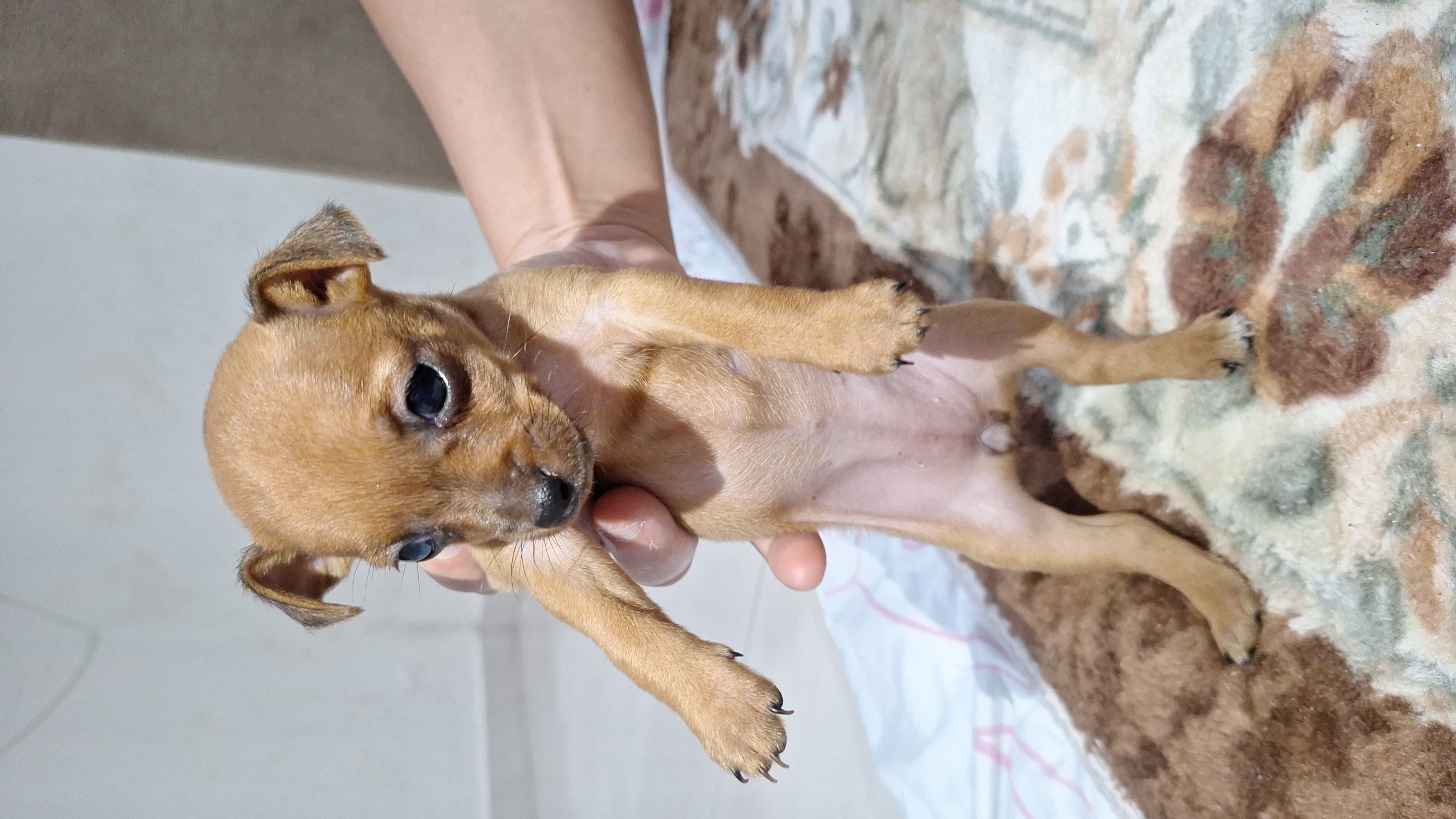 Cachorro Pinscher  - Foto 3