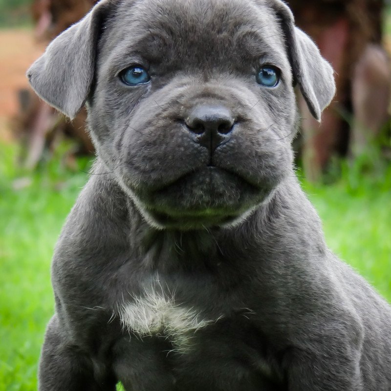 Filhotes de Cane Corso