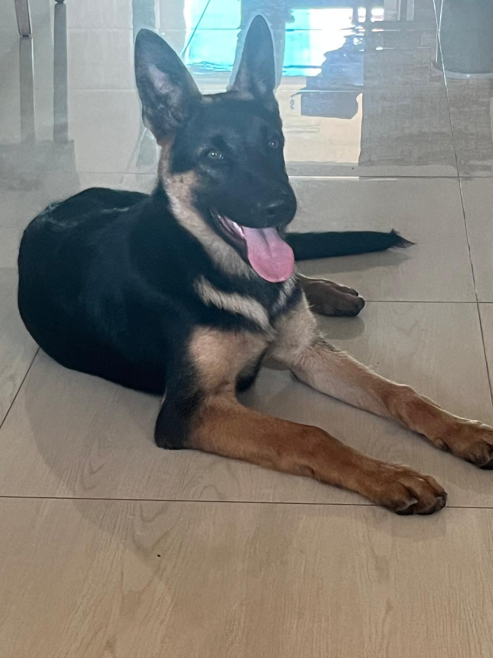 Portal Vendocão Vende-se filhote de Pastor Belga Malinois com Pastor Alemão Capa Preta  Lauro de Freitas