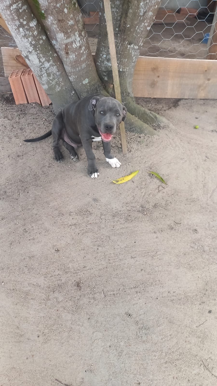 Tenho filhote de American bully disponível com todas as vacinas tomadas com 4 meses 