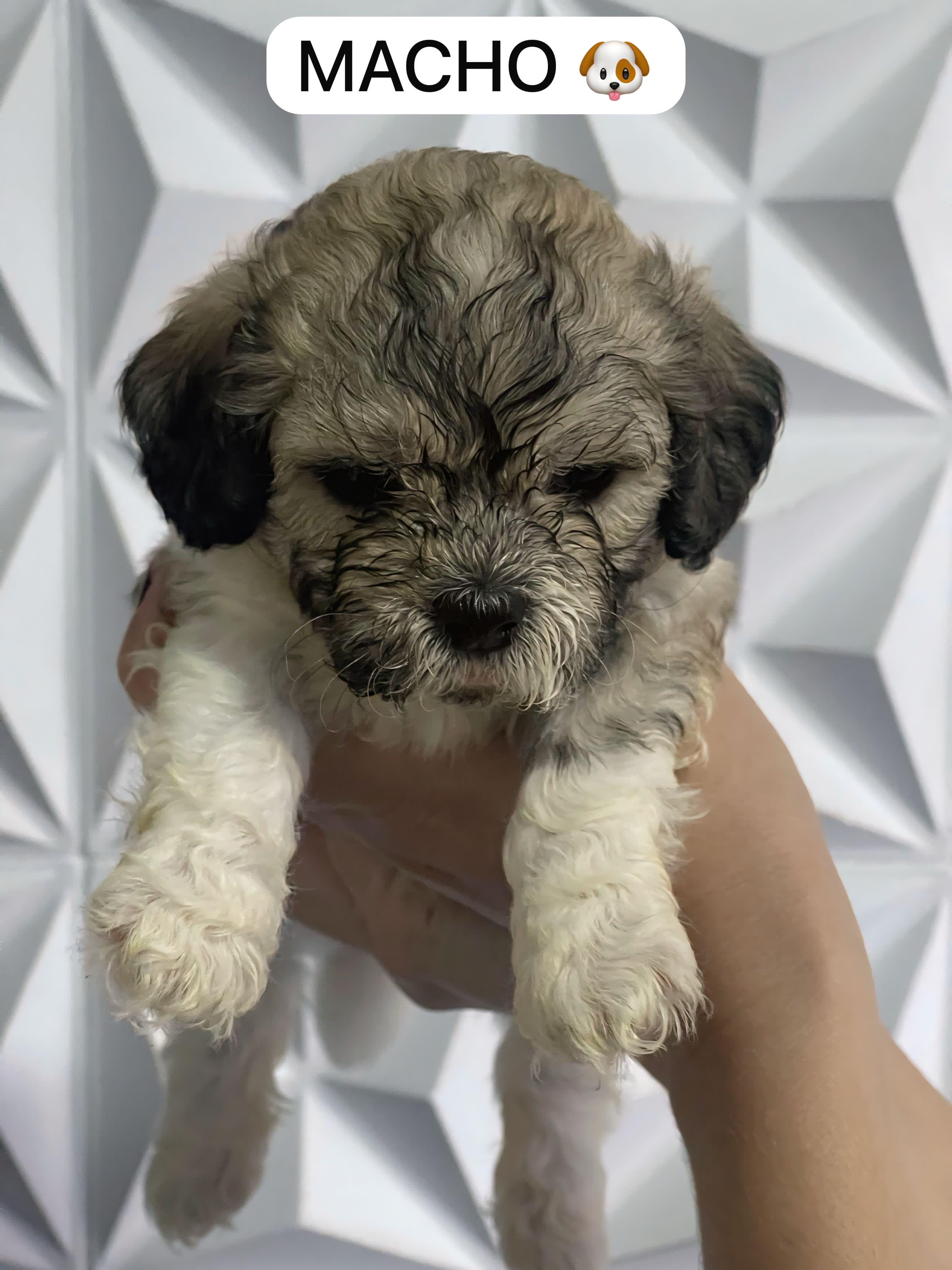 Portal Vendocão Cachorro Shih - tzu 45 dias