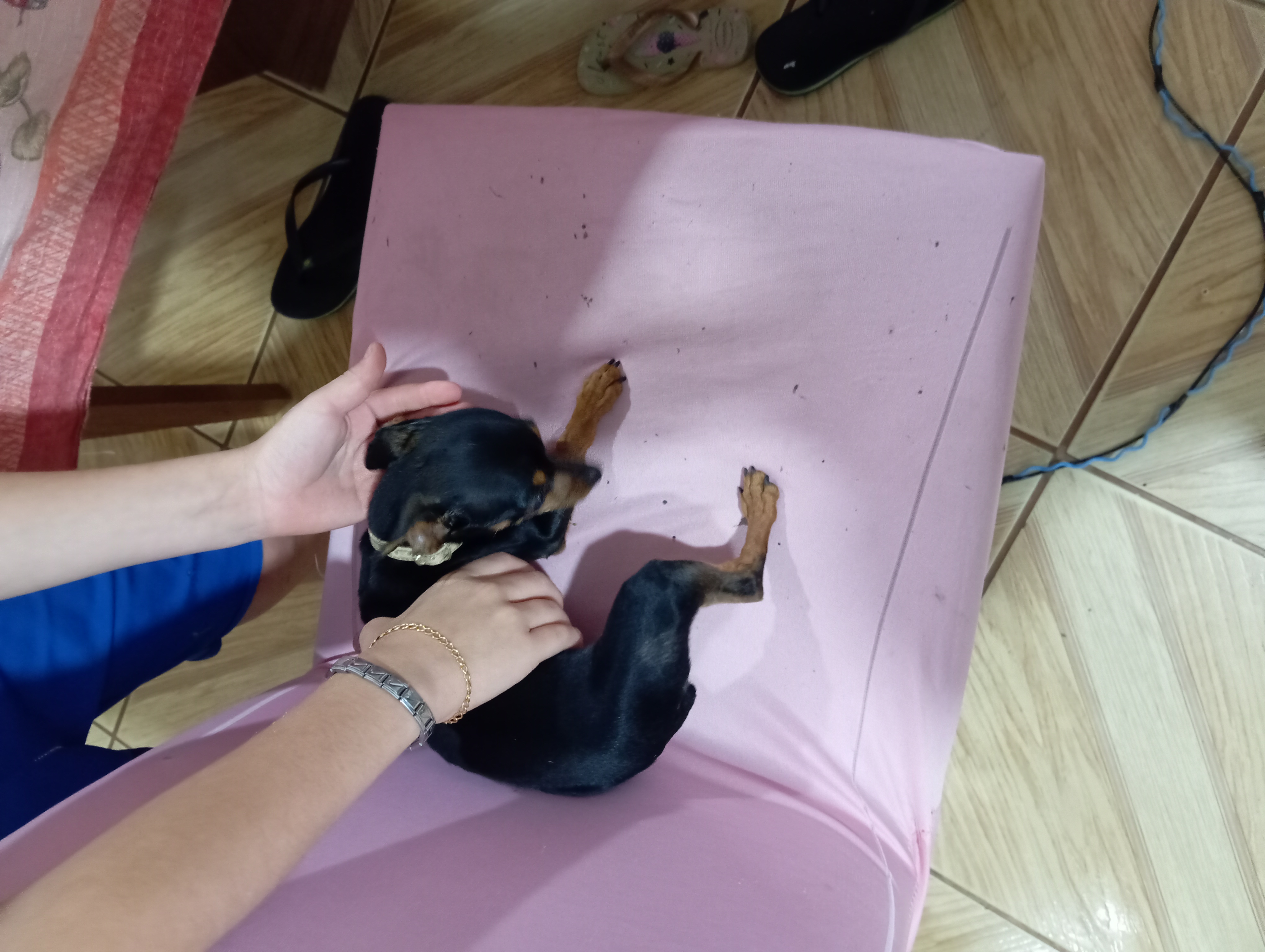 Pincher fêmea de 8 meses número 1 - Foto 1