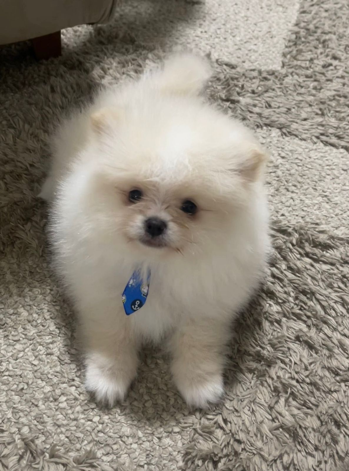 Lindos filhos de Spitz alemão - Foto 4