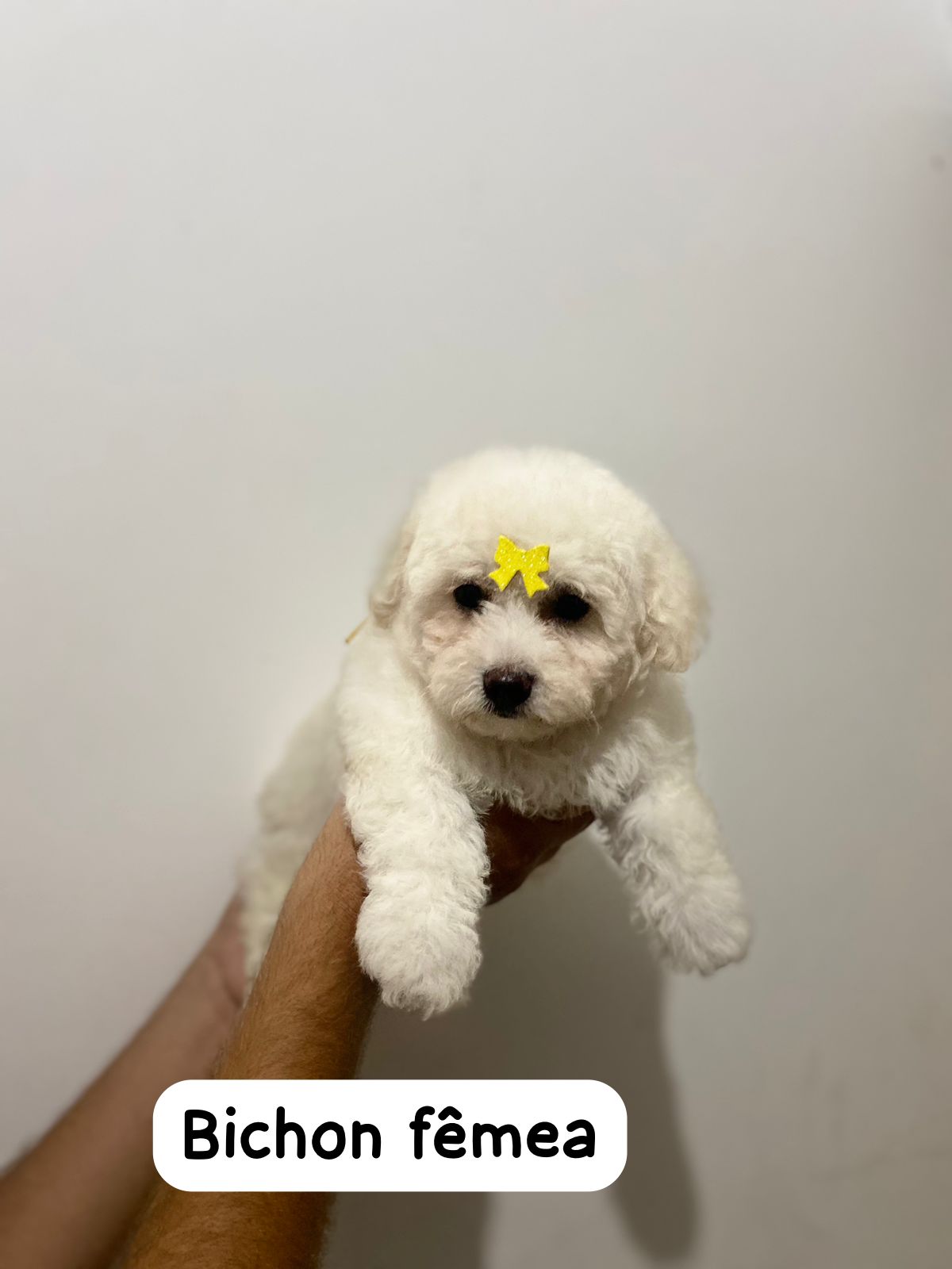 Portal Vendocão Bichon frise  São paulo