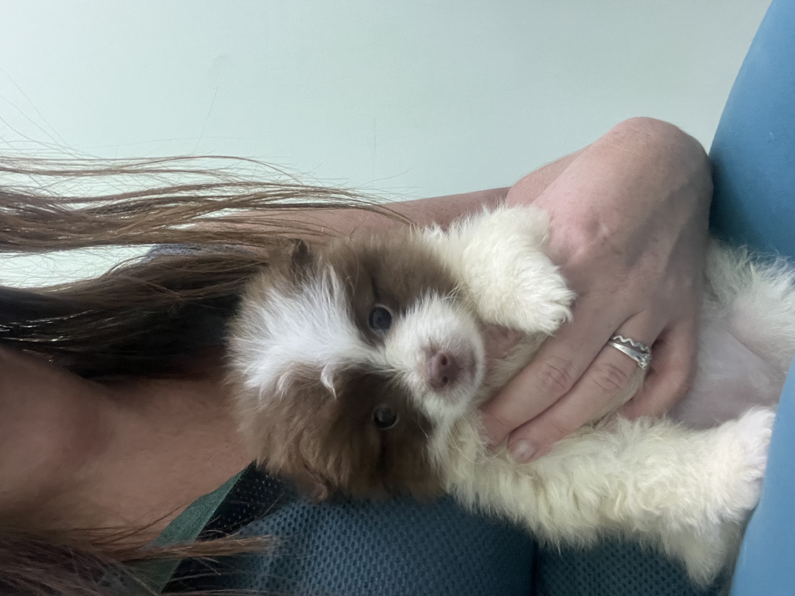 Portal Vendocão Lulu da Pomerania  Araruama 