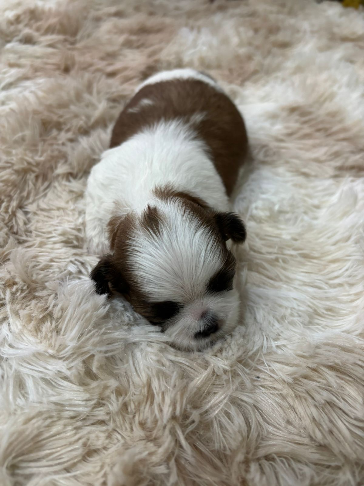 Shih Fêmea mini e Shih Tzu machos