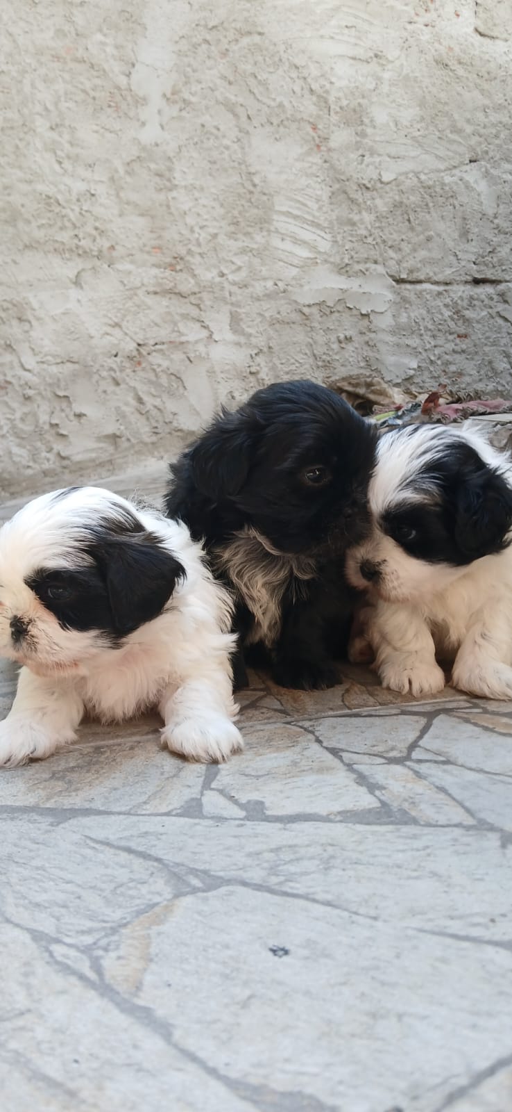 Filhotes de Shii-tzu  - Foto 1