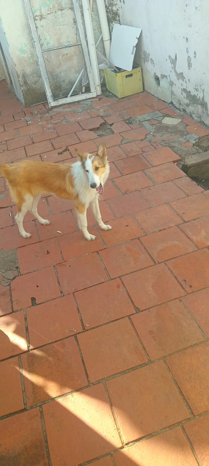 Vendo um collie - Foto 2