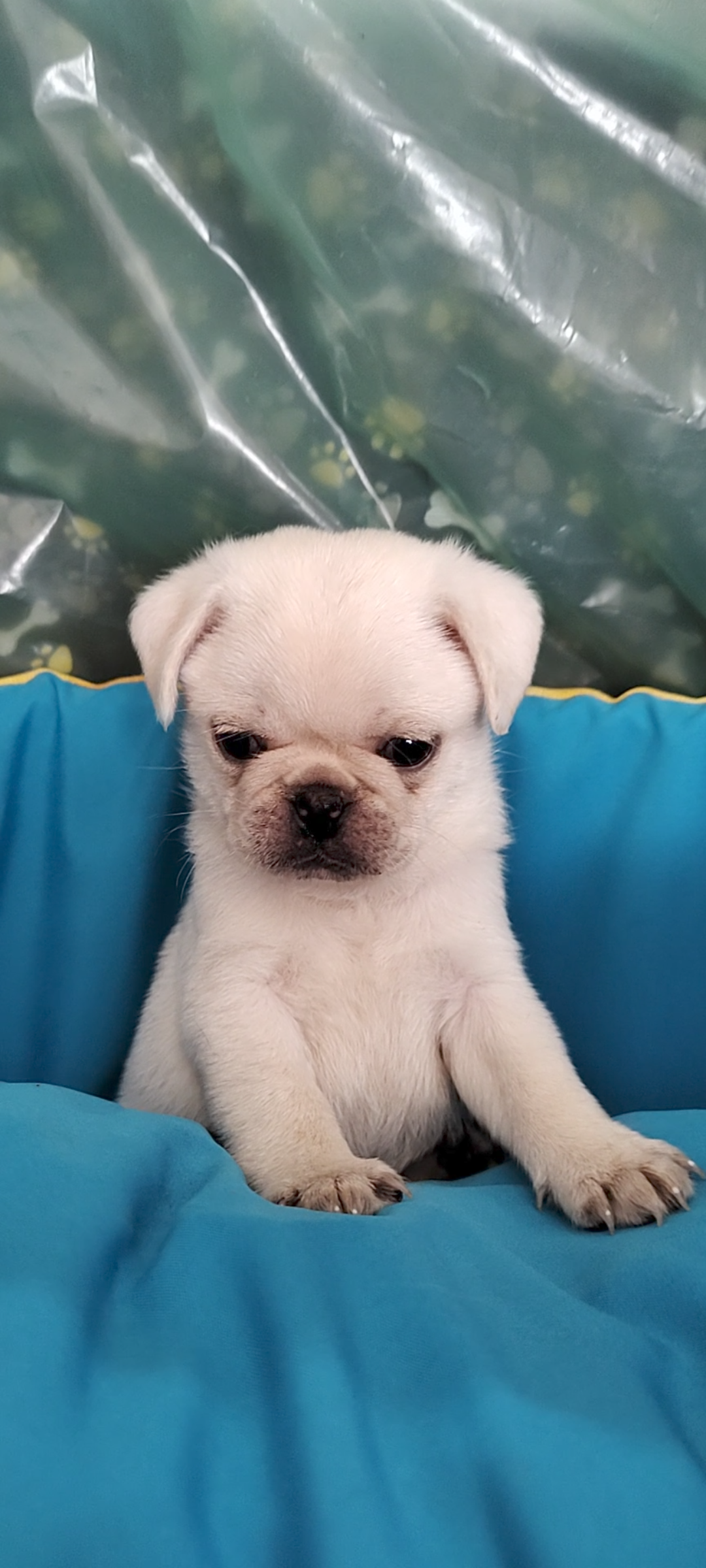 Portal Vendocão Pugs brancos  Joinville