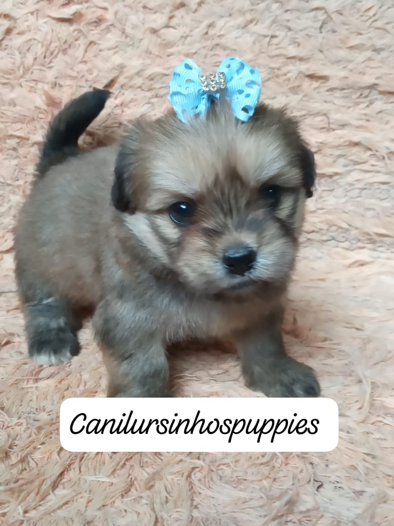Portal Vendocão lhasa apso adquira ja o seu #canilursinhospuppies  guarulhos 
