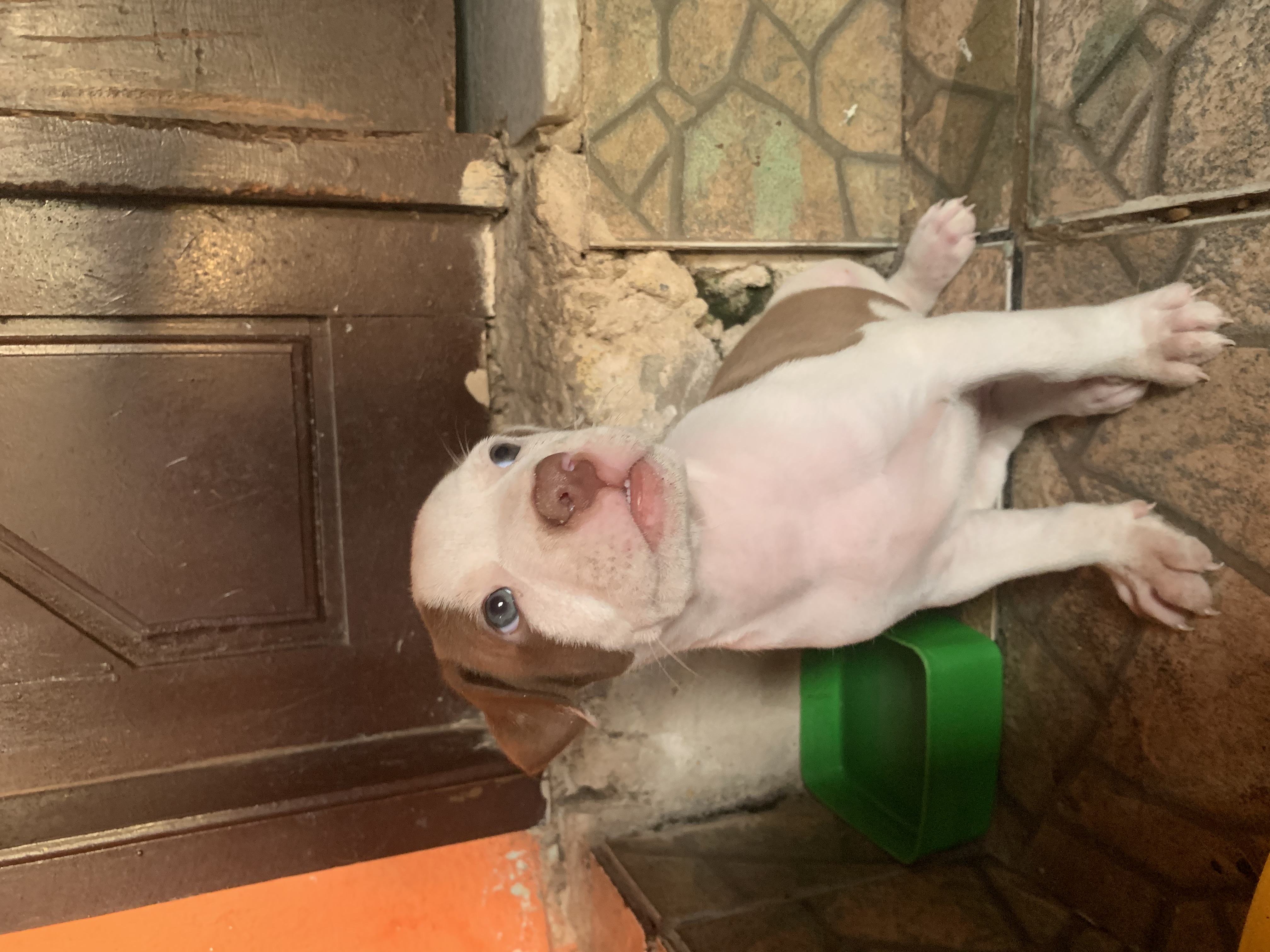 Portal Vendocão Vende-se filhote de pitbull  Natal 