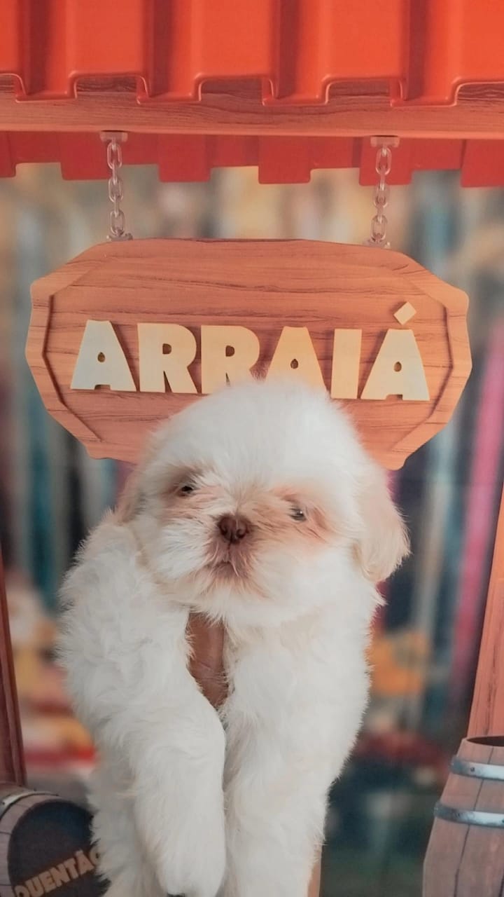 Portal Vendocão Tenho lindos filhotes da raça shihtzu legítimos todos machinhos  Belford Roxo