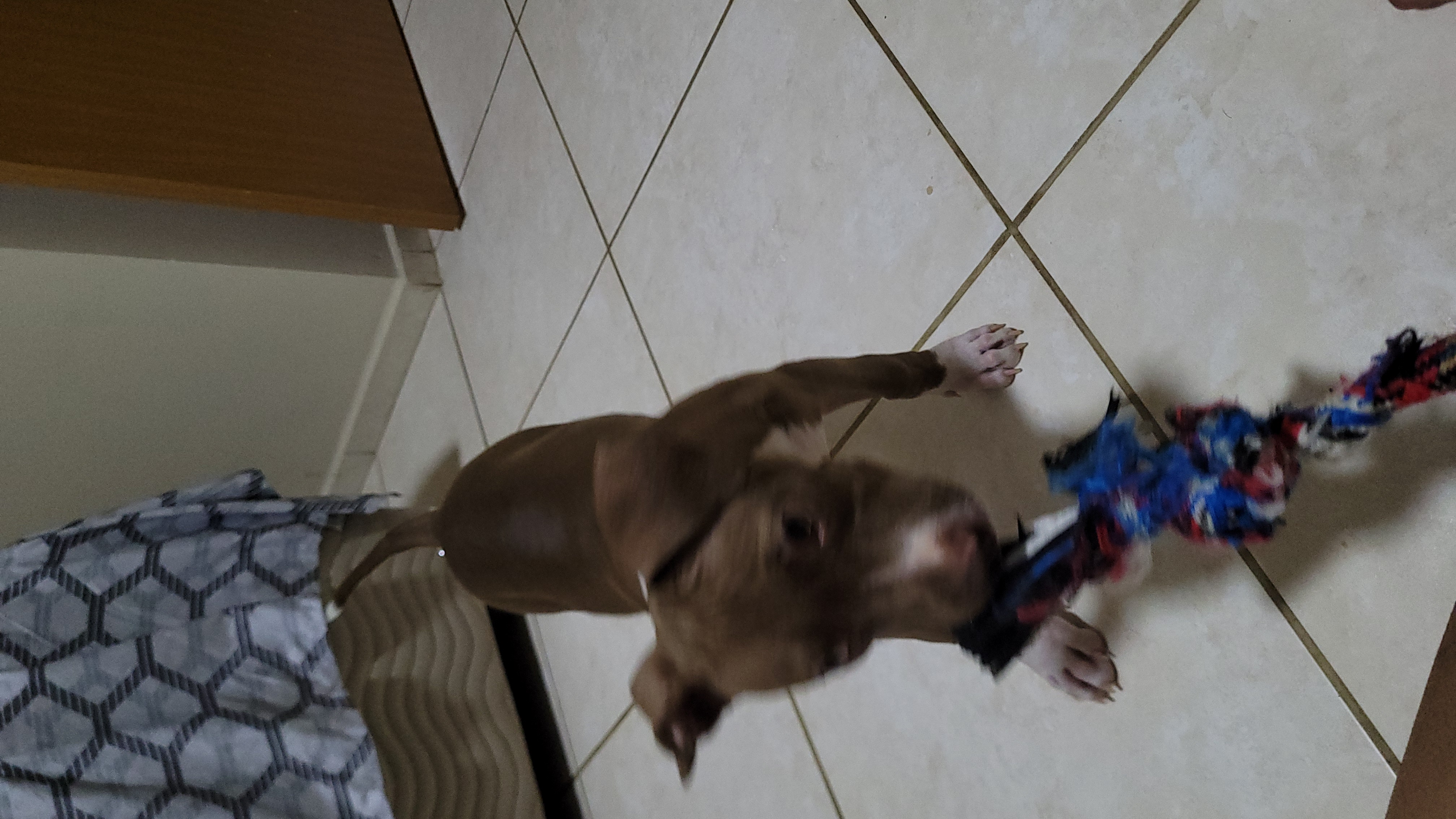 Portal Vendocão Pit Bull Monster 5 meses - fêmea - já vacinado  Montes Claros
