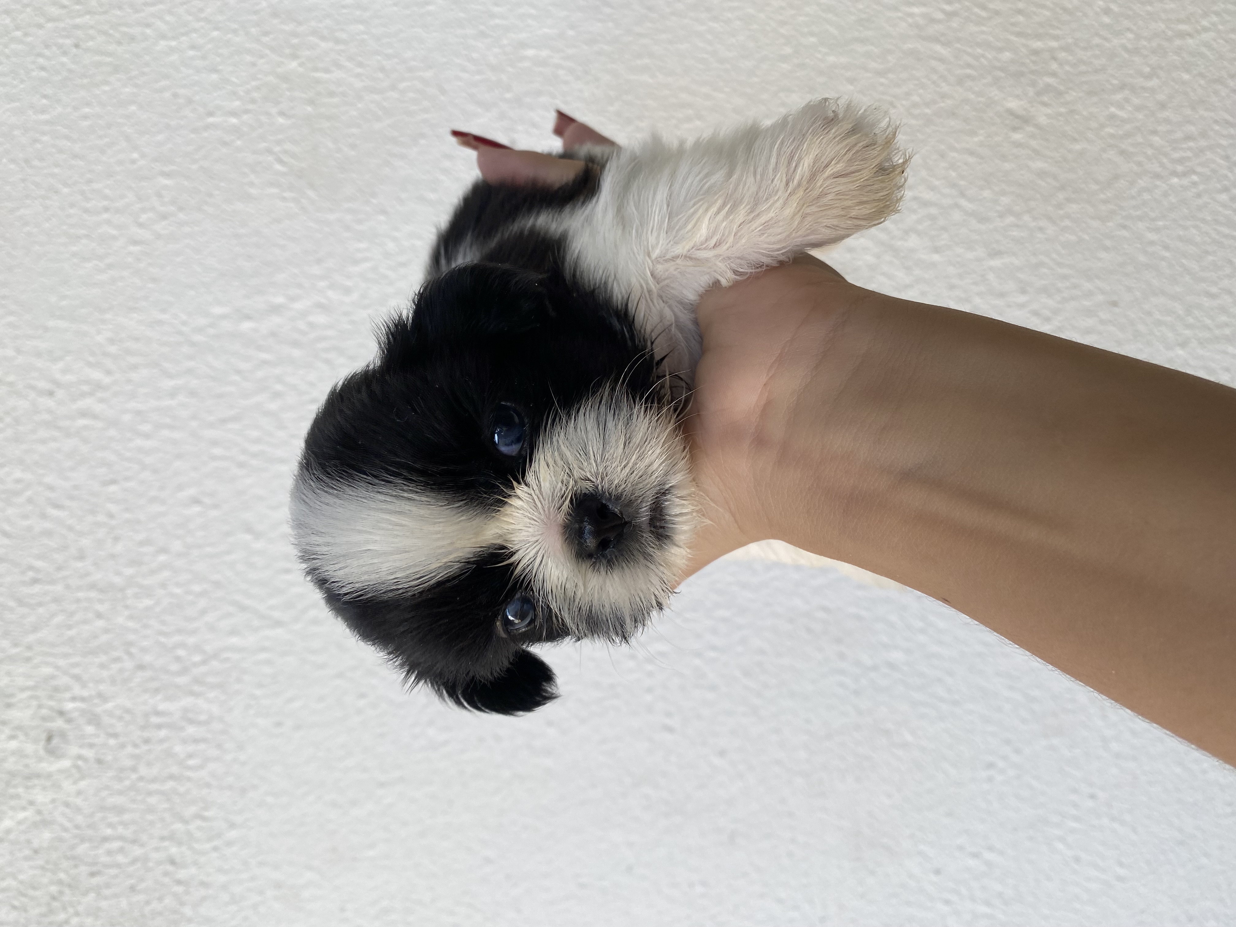 Shih tzu  - Foto 1