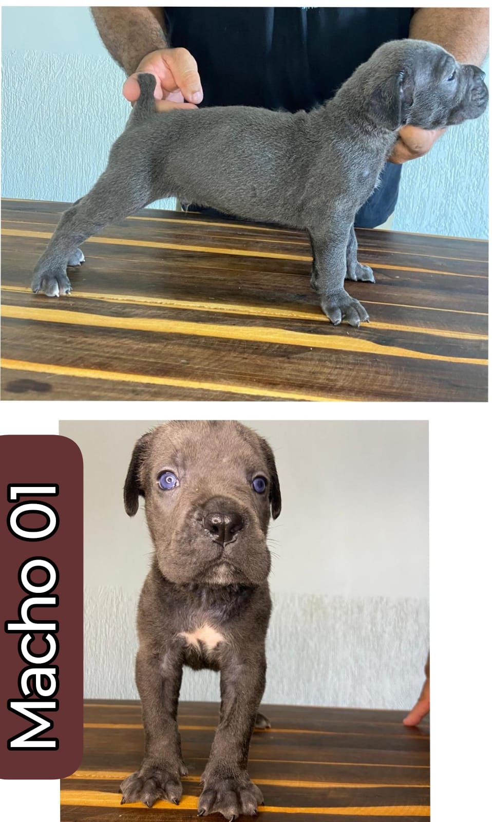Portal Vendocão Cane-corso  Remanso