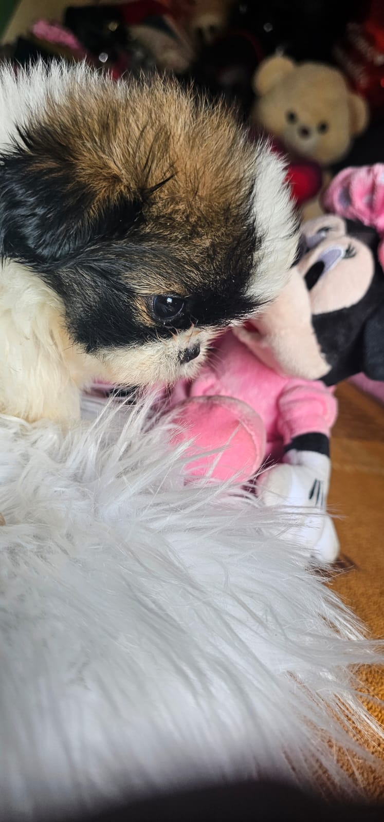 Portal Vendocão Vendo filhotes de shih tzu  Ilhéus