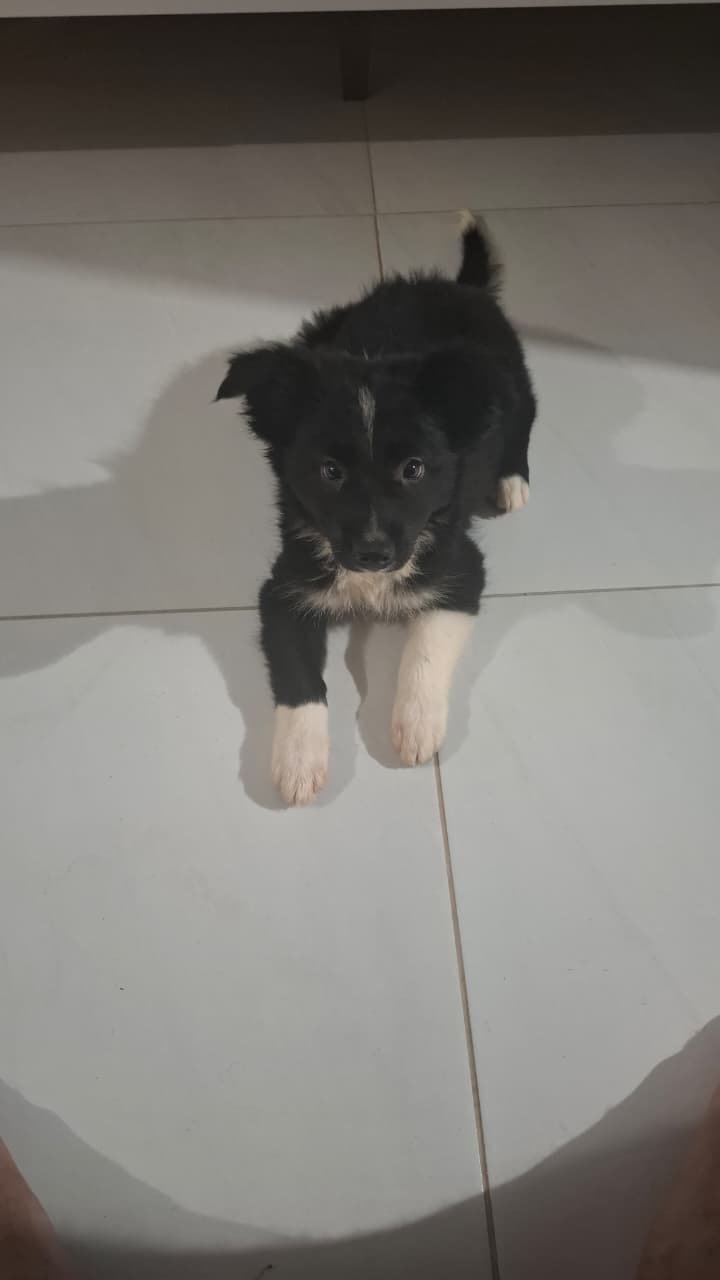 FILHOTE DE BORD COLLIE (VACINAS INCLUSAS) - Foto 1