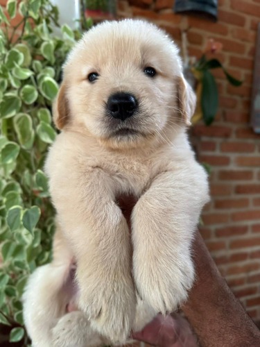 Portal Vendocão Golden Retriever  Guarapuava 