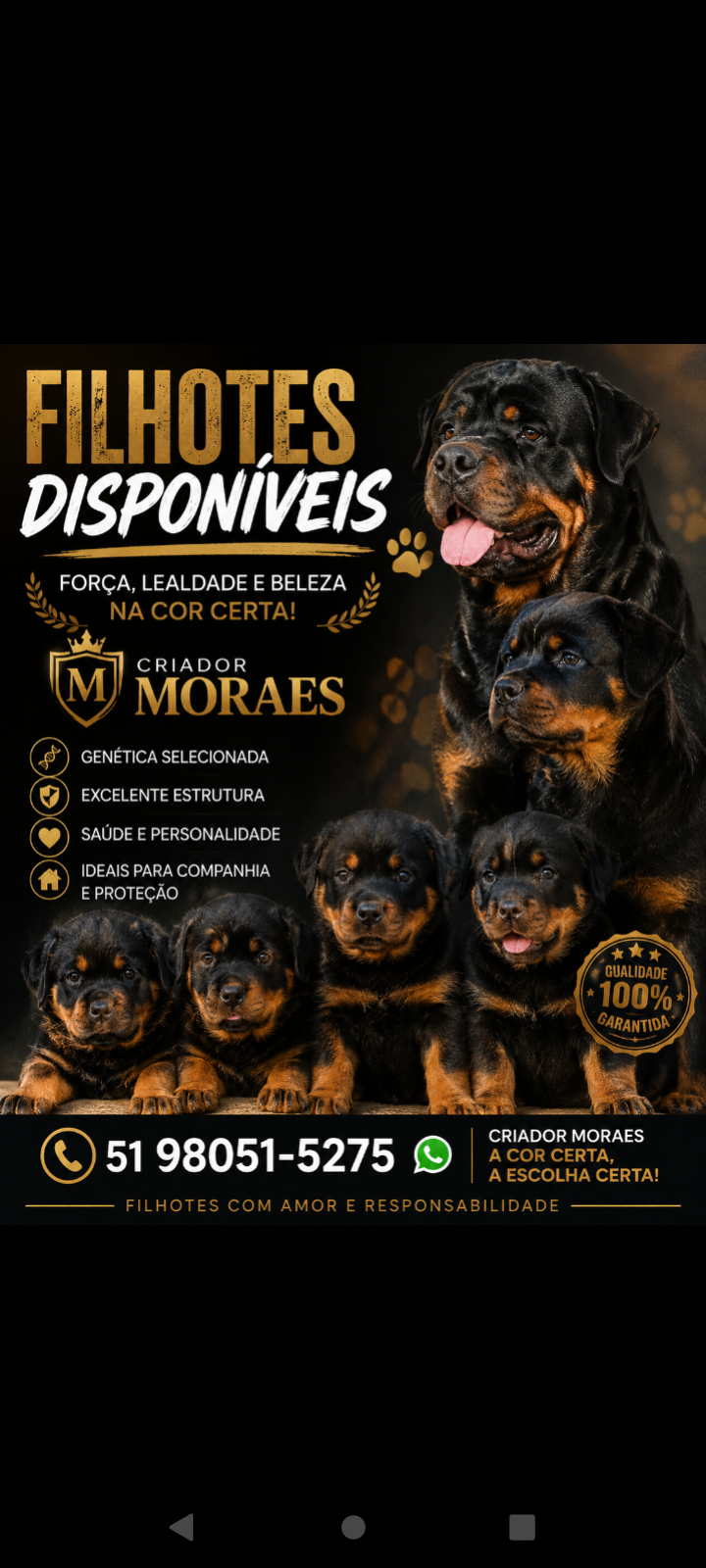 FILHOTES DE ROTTWEILER  - Foto 4