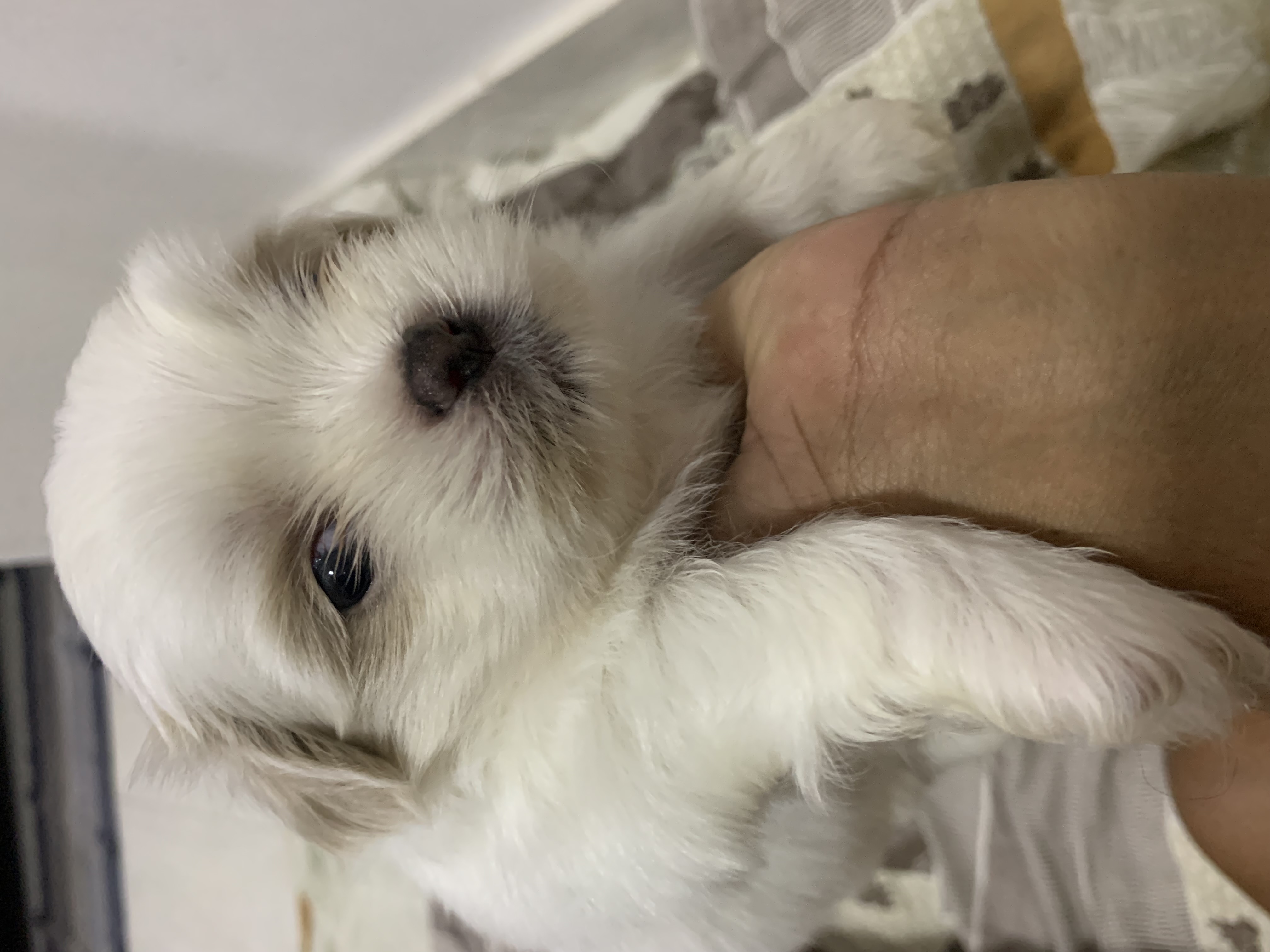Vendo lindos filhotes de shit szu para reserva,já vão vermifugados e com a primeira dose da vacina - Foto 1