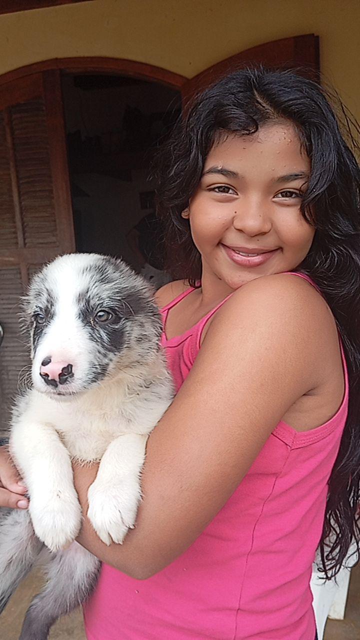 Portal Vendocão Filhote Macho de Border Collie  Rio e Juiz de Fora