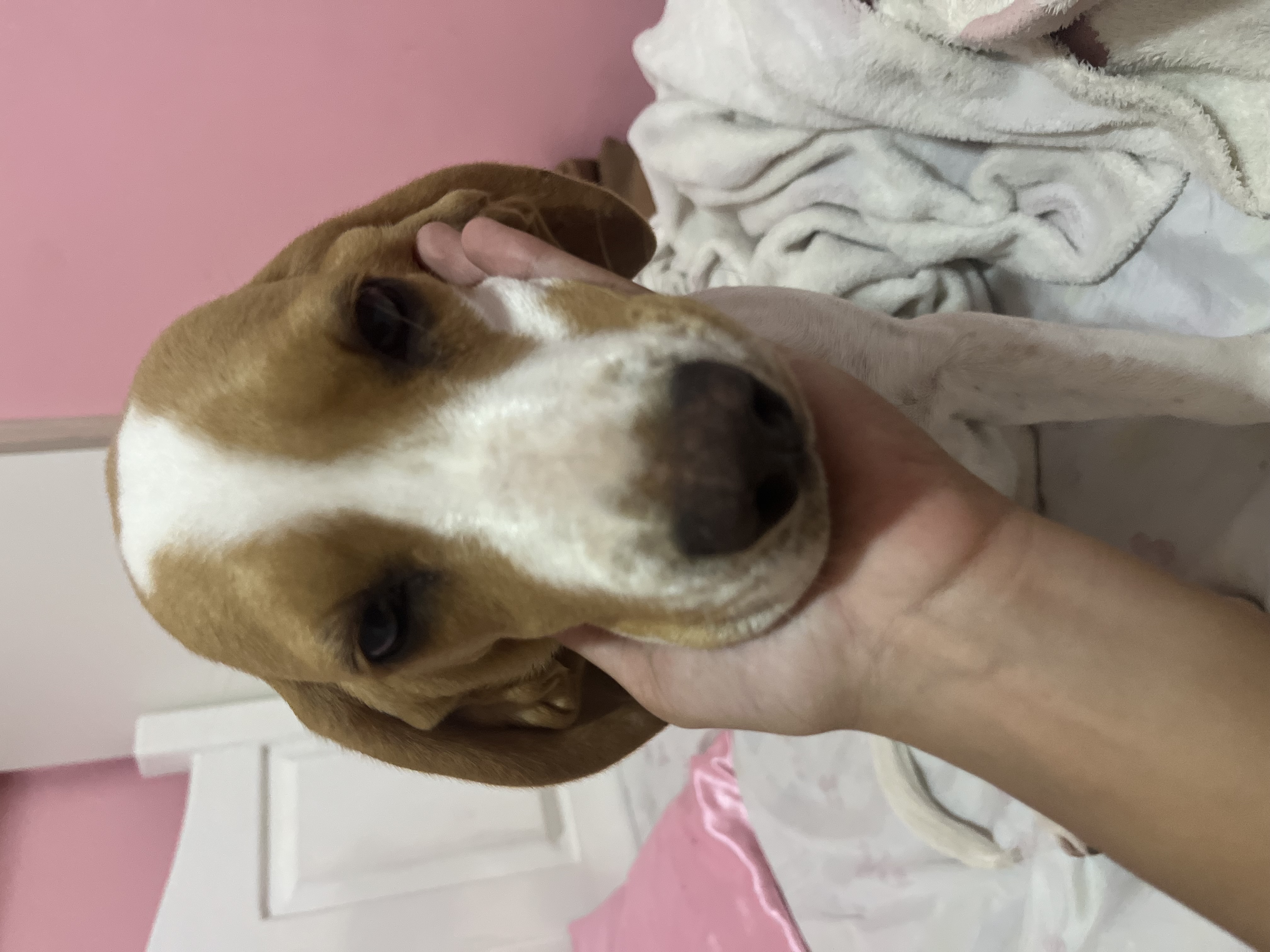 Portal Vendocão Beagle Fêmea Filhote Rio das Ostras