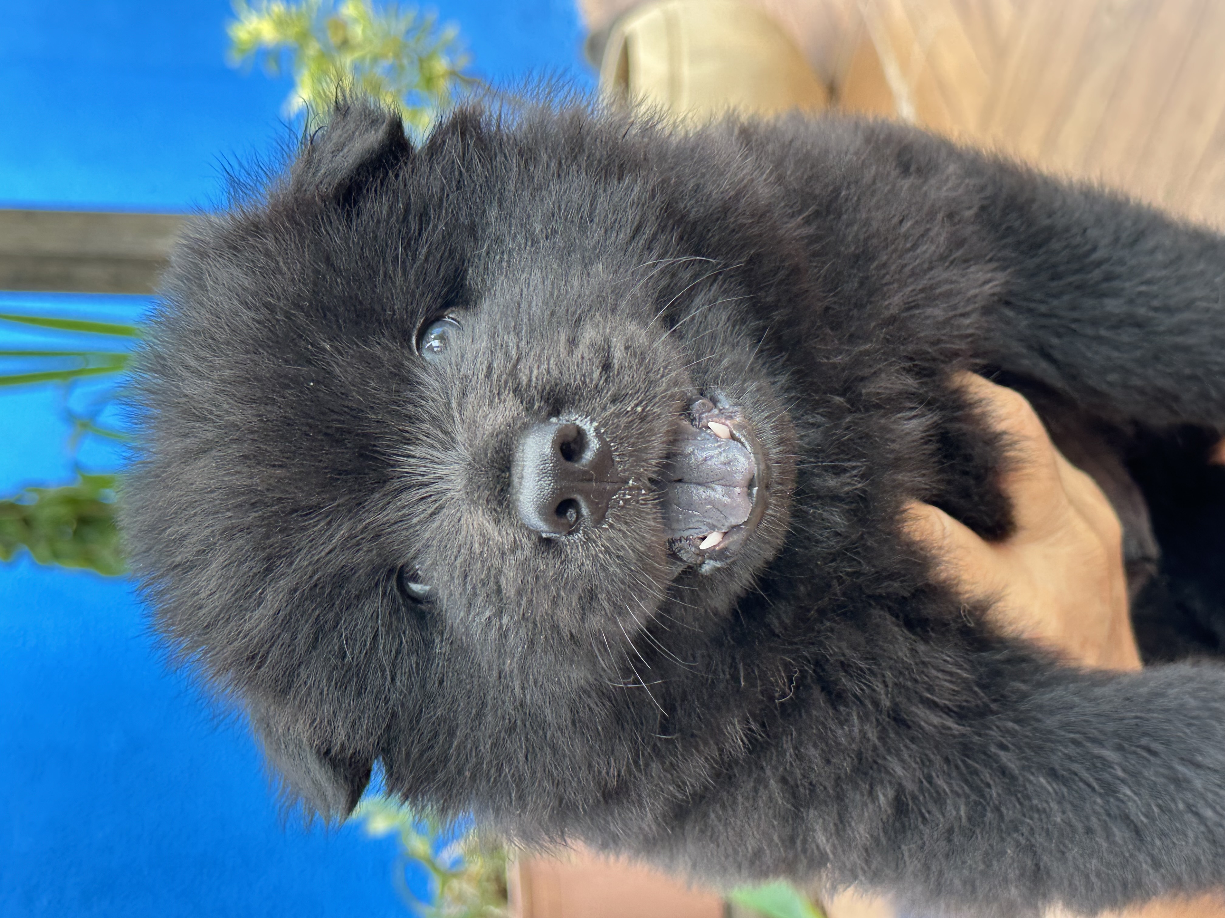 Portal Vendocão Lindos Chow Chow  Goiânia