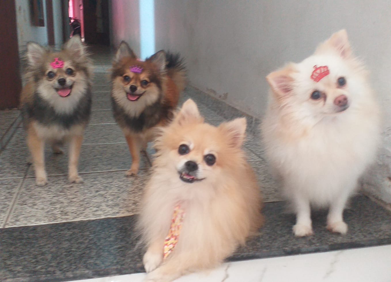 Portal Vendocão Fêmea de Spitz alemão  Belém 
