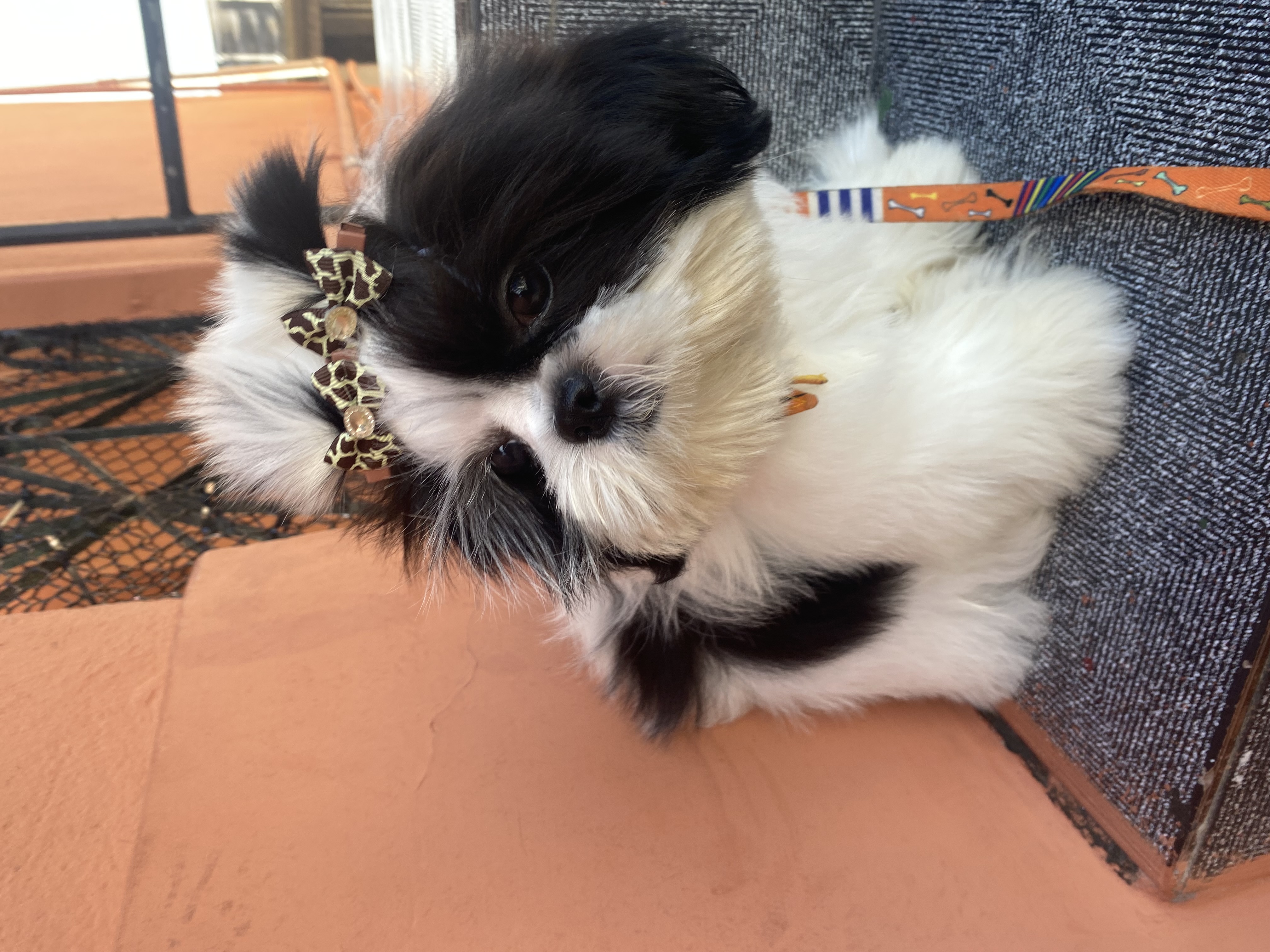 filhotes de Shih Tzu Salvador 