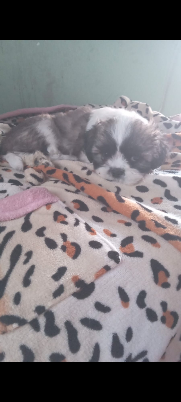 Portal Vendocão Lindo filhote de shih tzu macho, excelente genética  Belo Horizonte