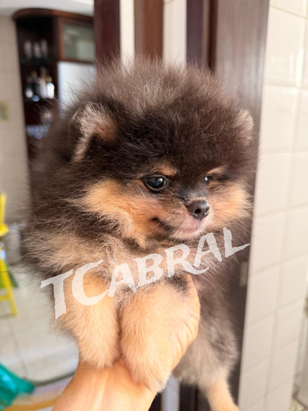 Vendo Filhote de Lulu da Palmerania 