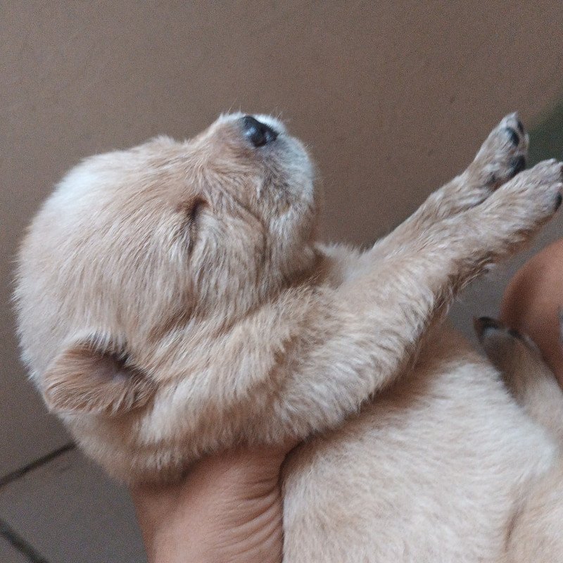 Filhote chowchow