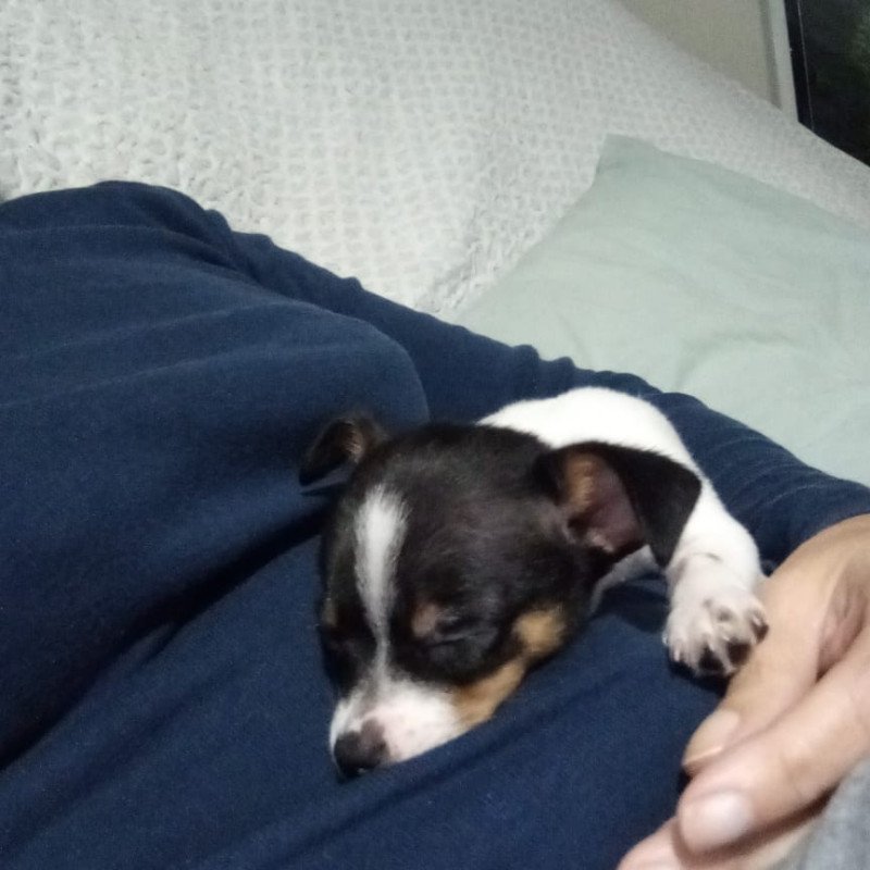 Lindo filhote de pincher - Foto 1