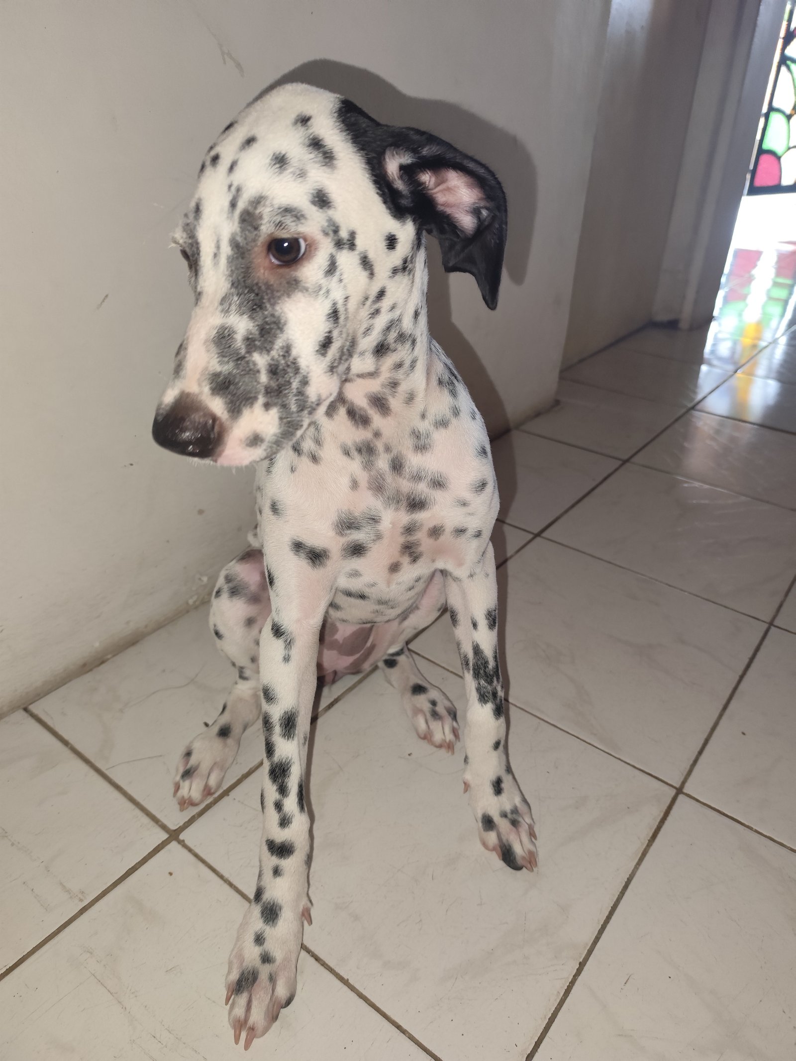 Vendo Uma Linda Cadelinha Dálmata De Quatro Meses 