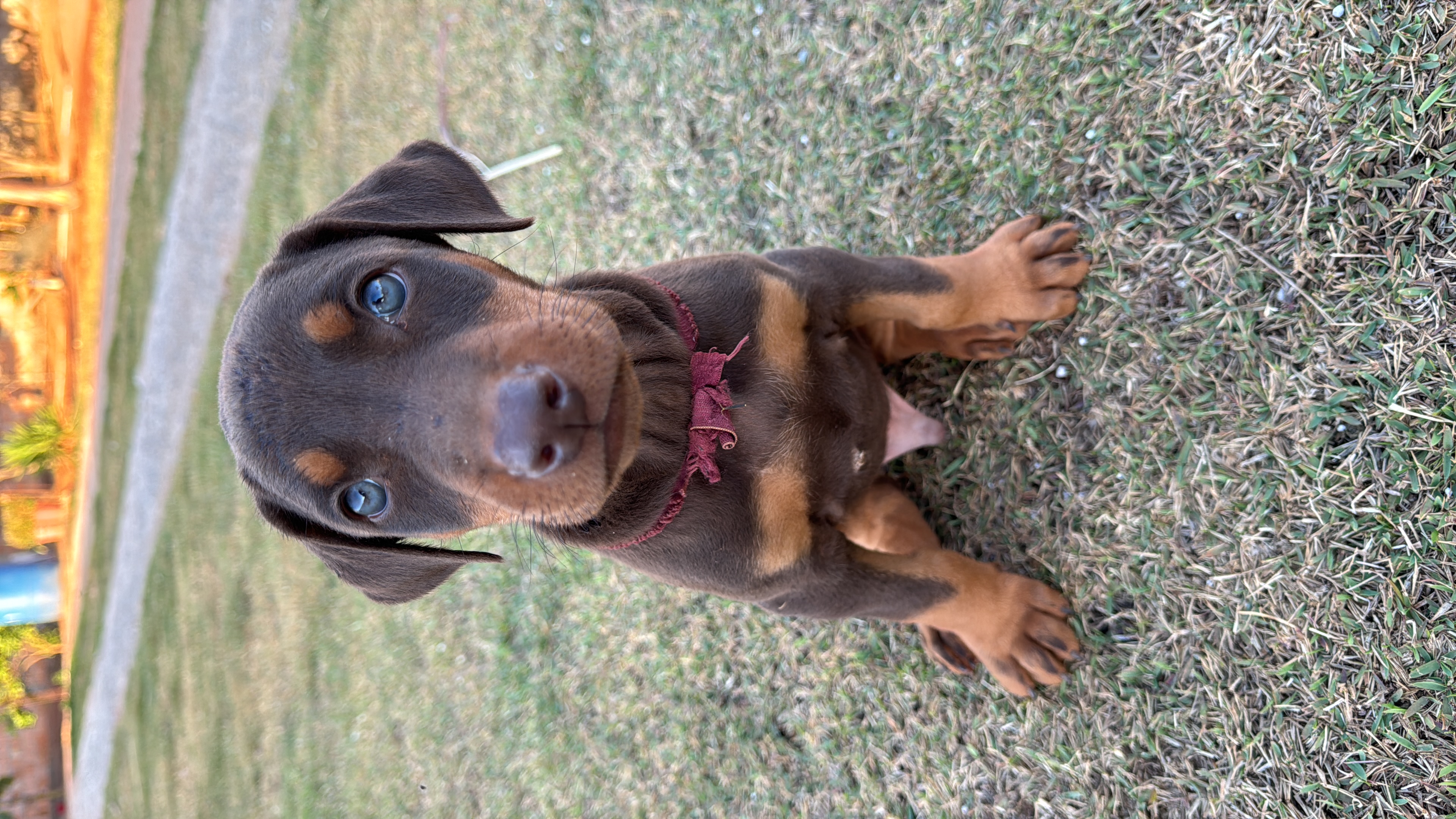 Portal Vendocão Dobermann Ótima linhagem  Brasília