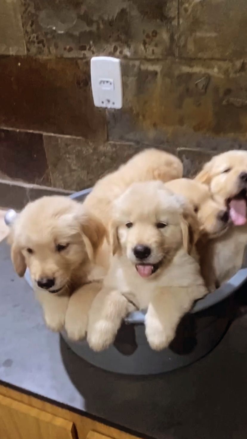Portal Vendocão Lindos Filhotes Golden Retriever  Belo Horizonte