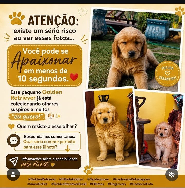 Filhotes de Golden Retriever 